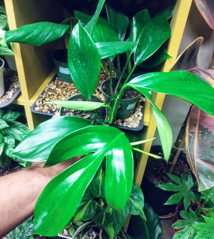 philodendron monkey mask Monstera adansonii 'Monkey Mask' main image 0