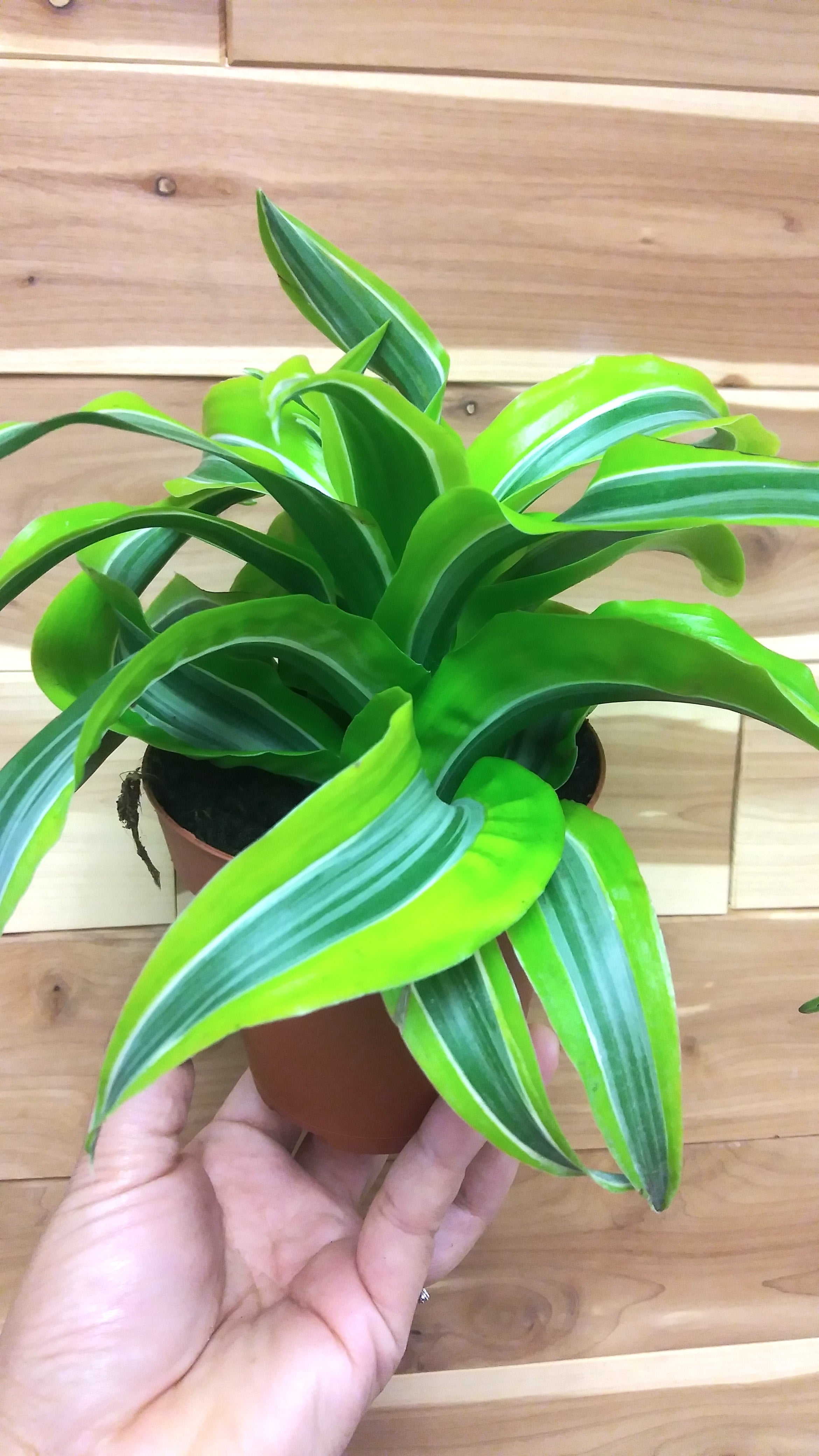 Dracena Lemon Surprise 4" Pot | Ephemera Terrariums & Plant Shop