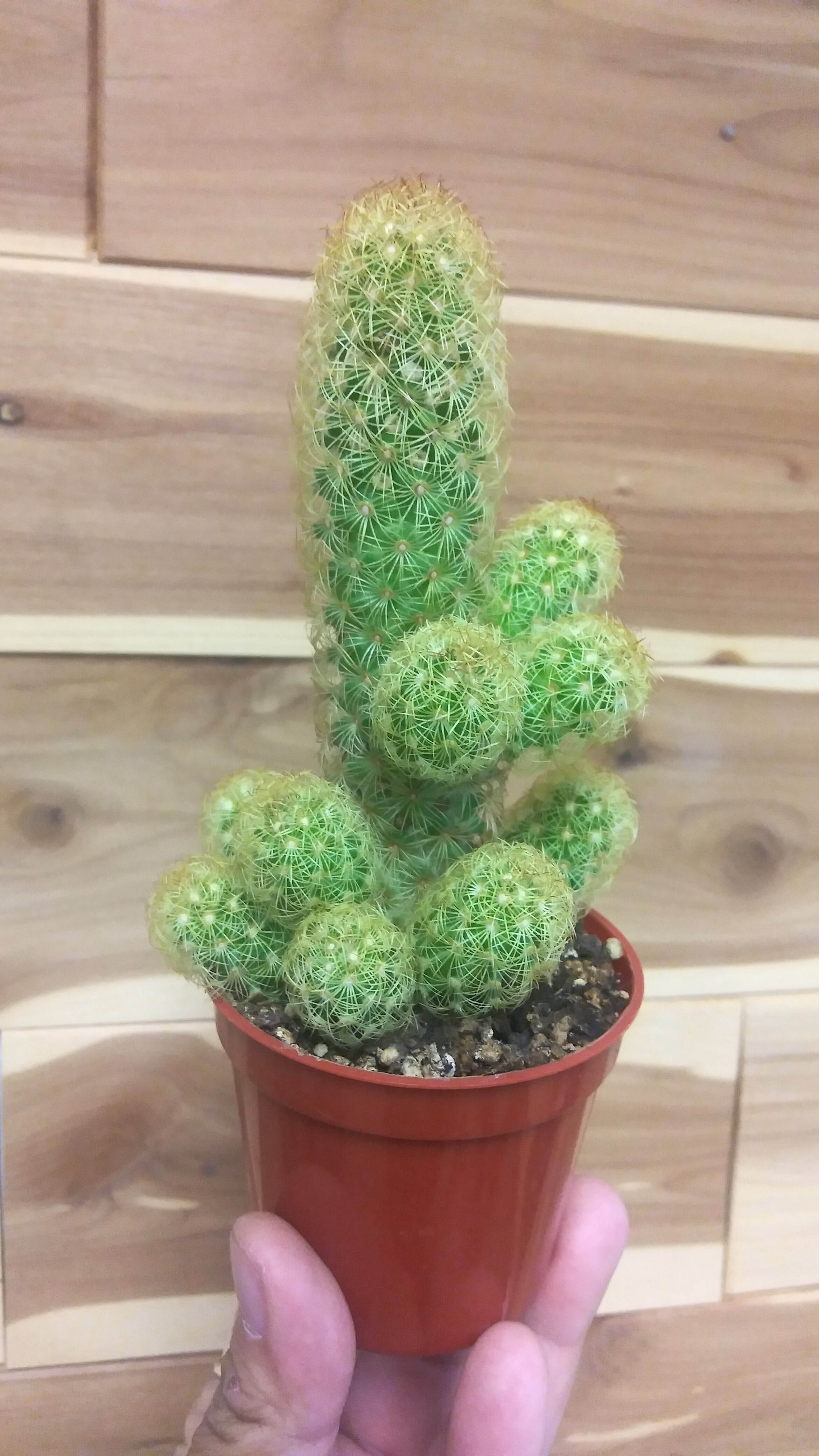 Cactus Lady Finger | Ephemera Terrariums & Plant Shop