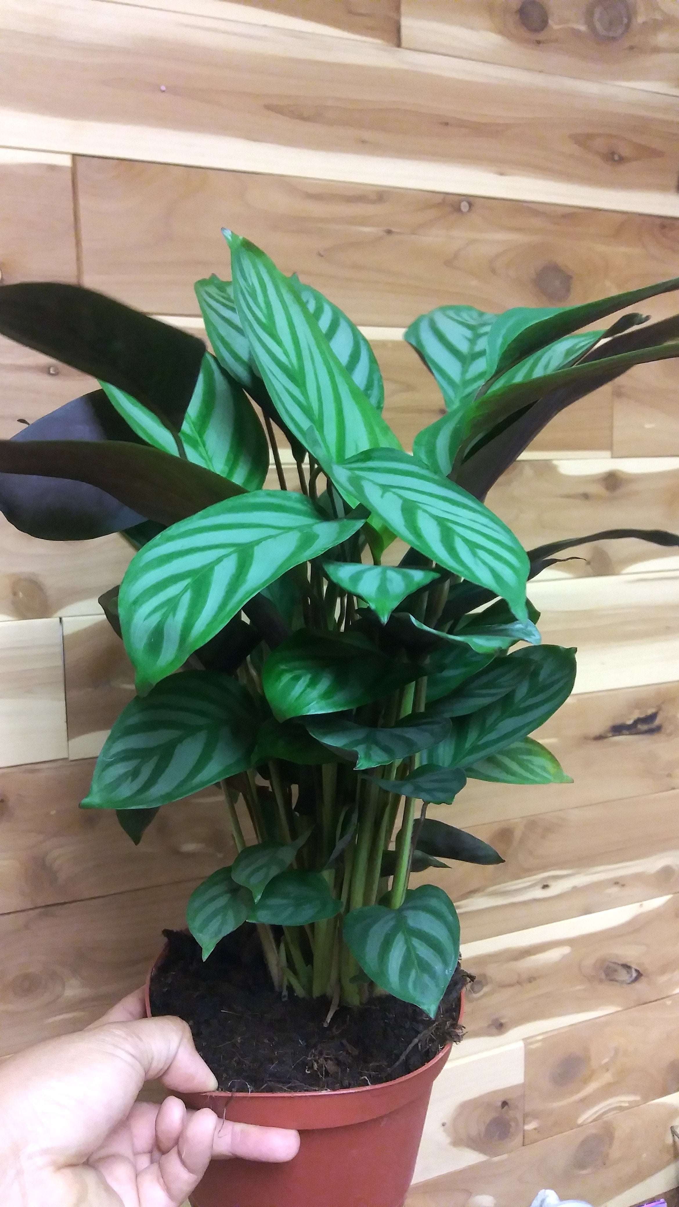 Calathea Setosa (Ctenanthe Setosa Compact Star) | Ephemera Terrariums &  Plant Shop