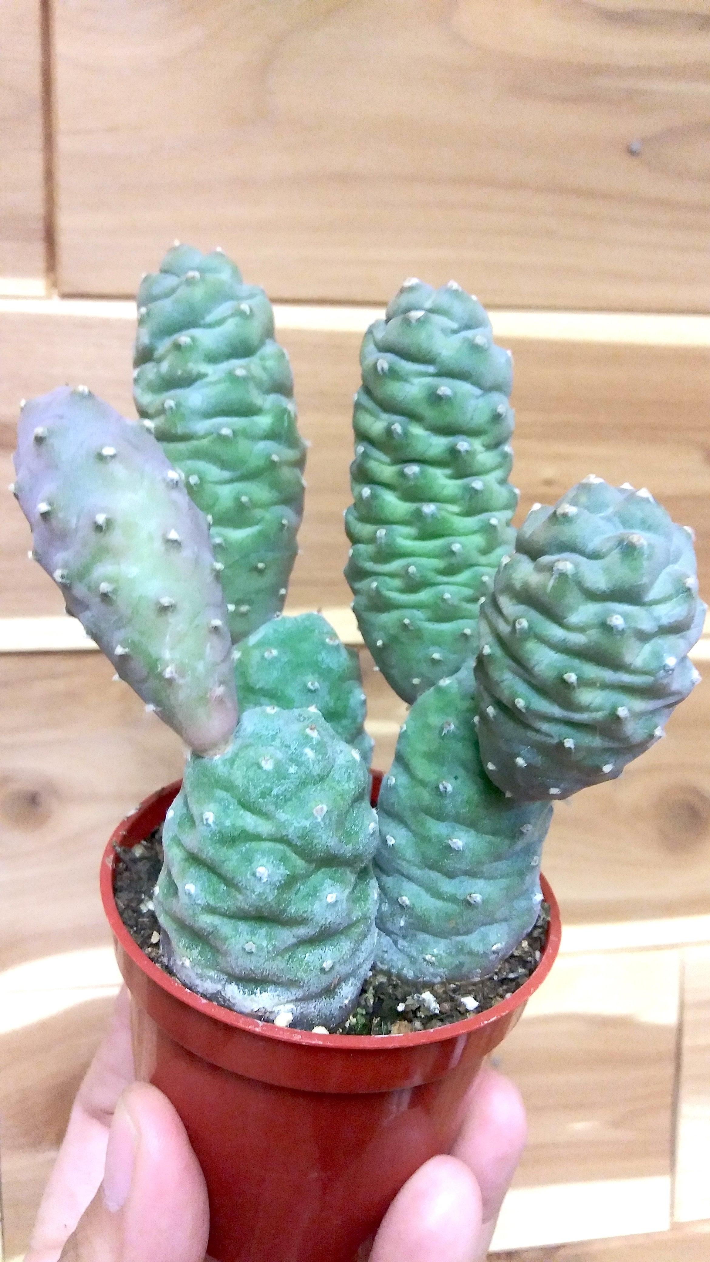 Cactus Pine Cone (Tephrocactus articulatus)