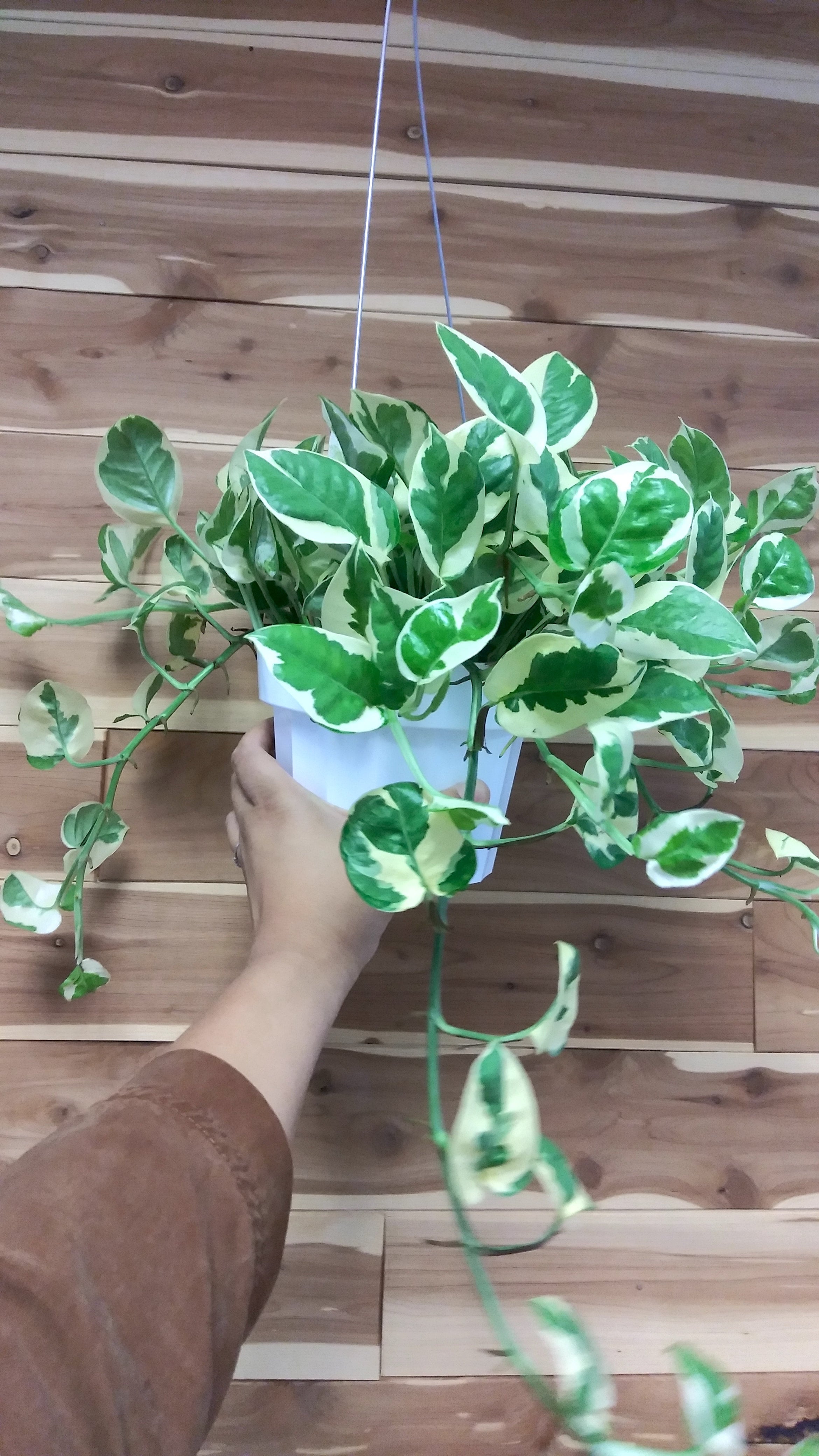 Epipremnum N' Joy 6" pot (Pothos) | Ephemera Terrariums & Plant Shop