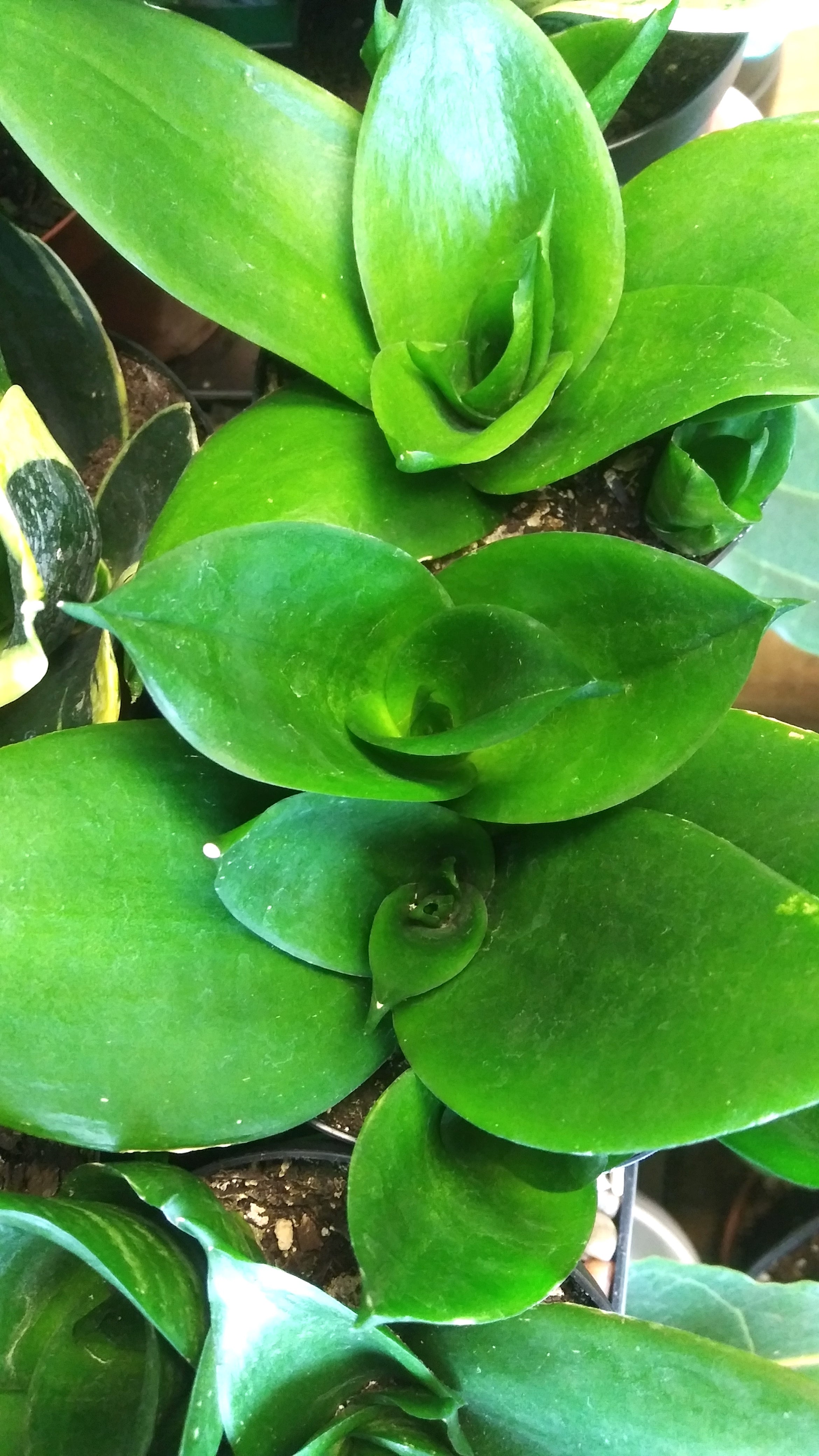 Sansevieria Bird's Nest Jade/Jade Hahnii