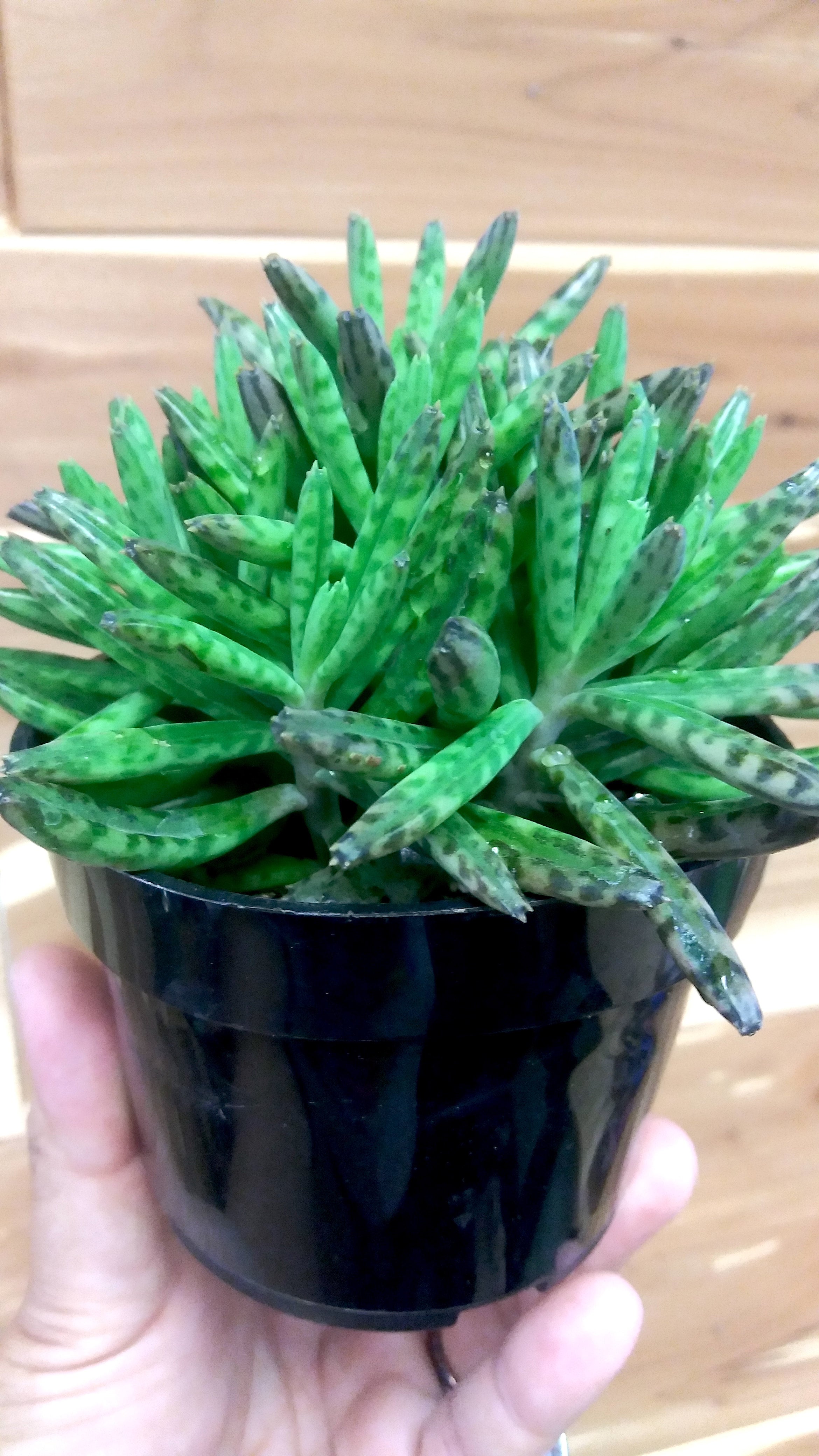 Mother Of Millions 4" Pot (Kalanchoe daigremontiana) | Ephemera Terrariums  & Plant Shop