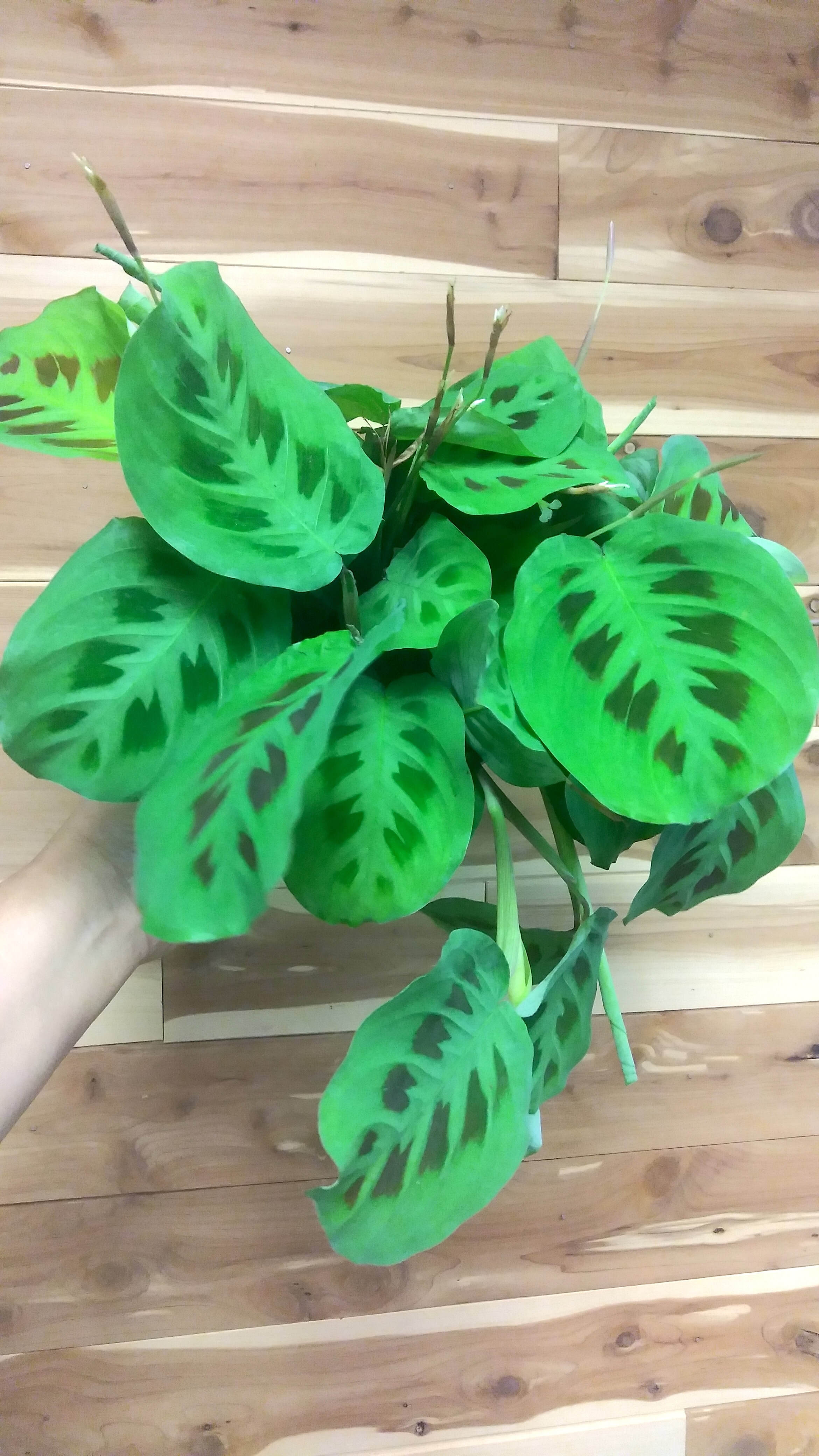 Maranta Rabbit's Foot (Maranta leuconeura var. kerchoveana) | Ephemera  Terrariums & Plant Shop