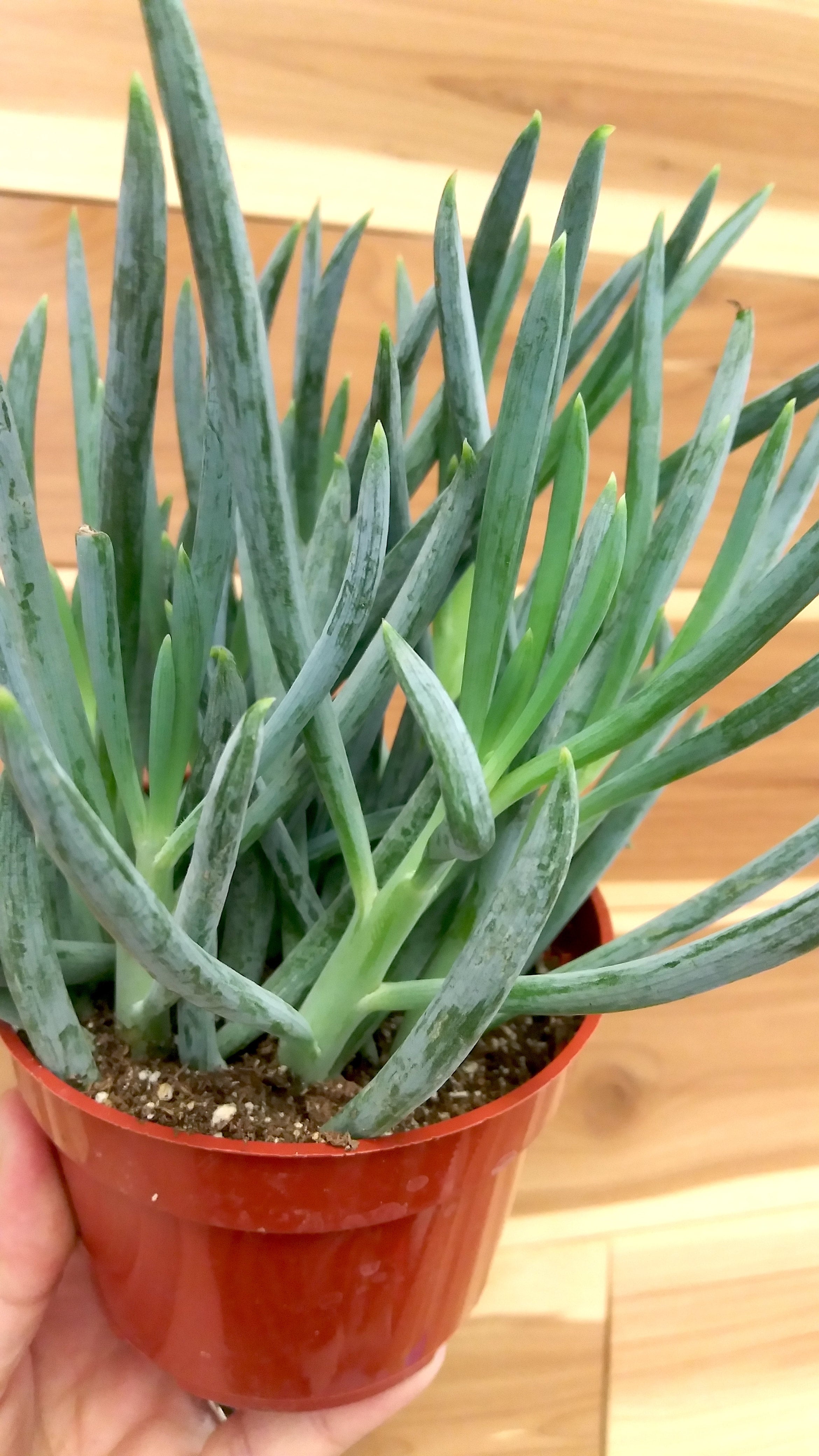 Senecio Blue Chalk Sticks 4" | Ephemera Terrariums & Plant Shop
