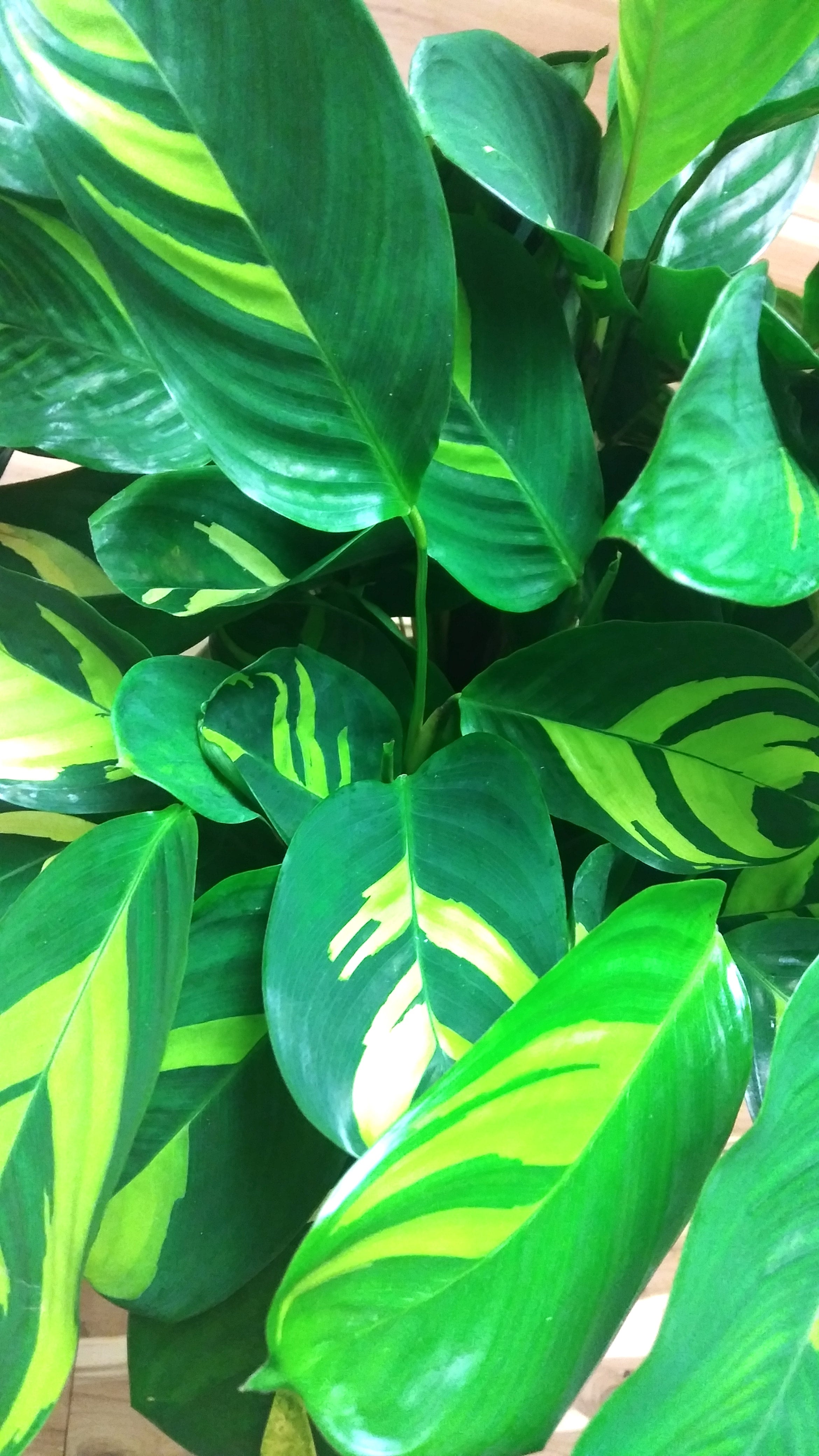 calathea giftig hunde Calathea Leopardina 40cm