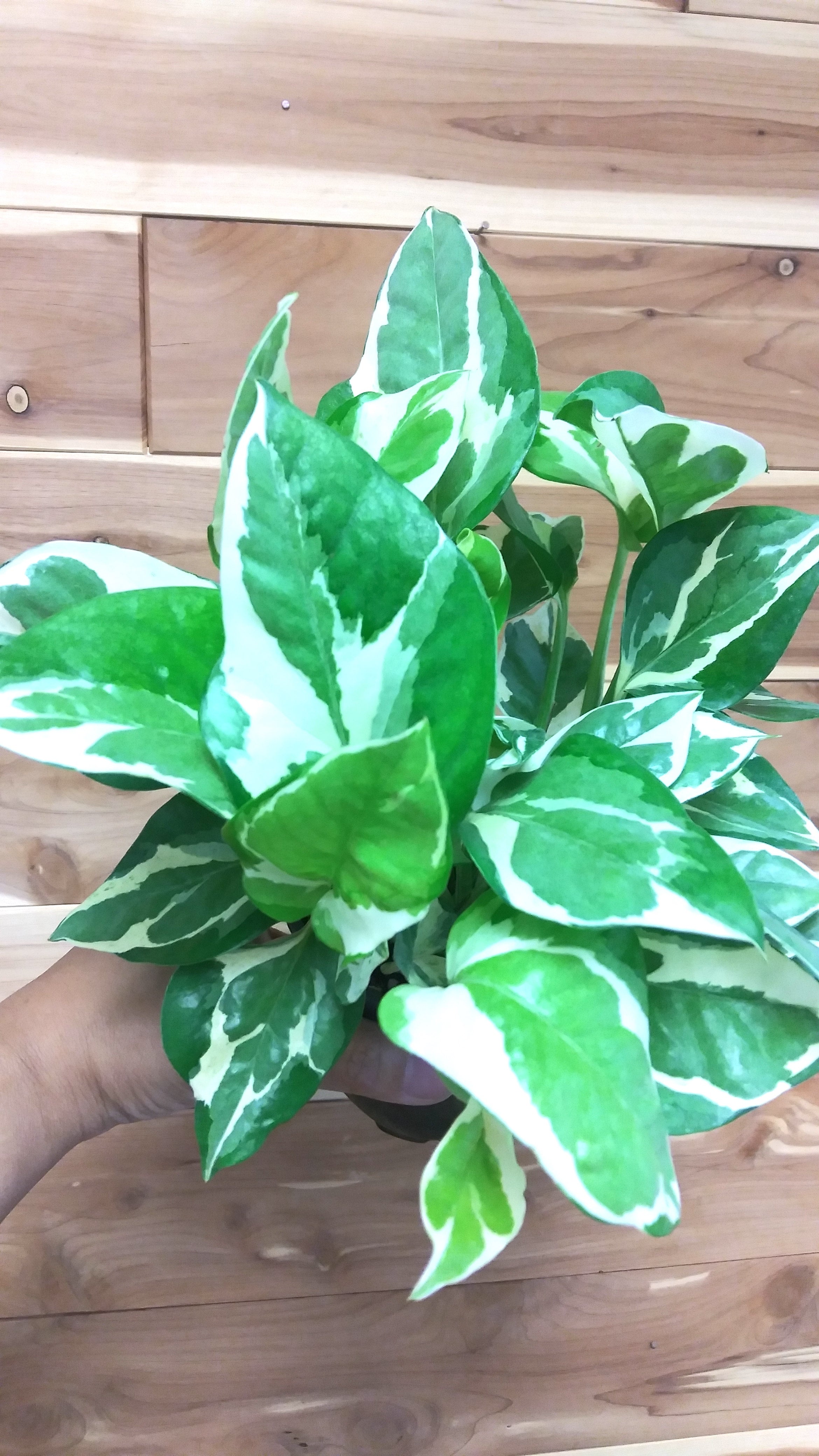 Epipremnum Pearls and Jade Pothos | Ephemera Terrariums & Plant Shop
