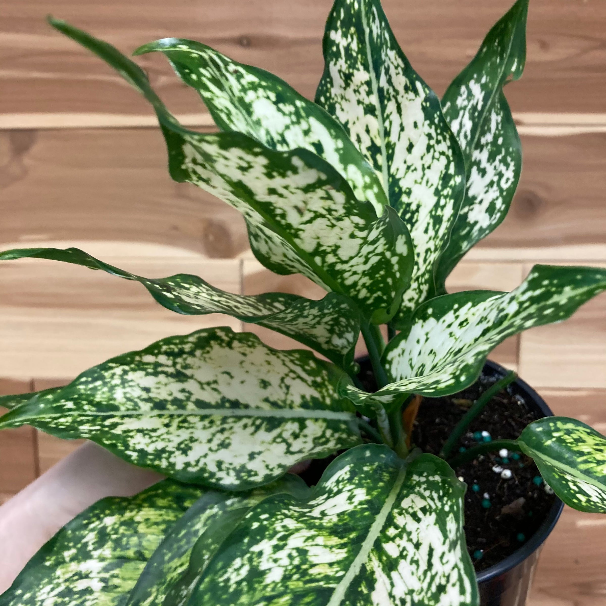 Aglaonema White Diamond | Ephemera Terrariums & Plant Shop