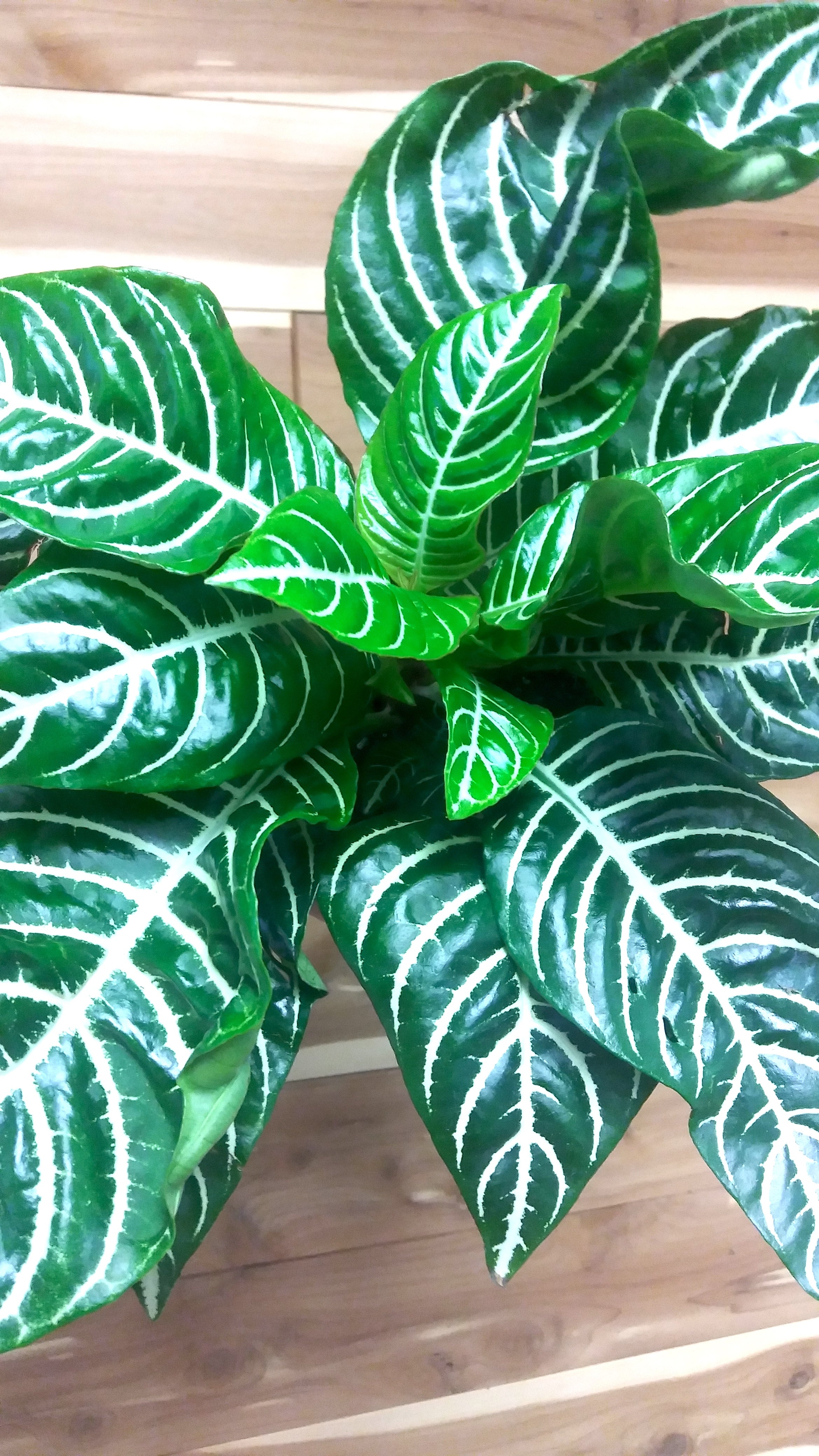 Zebra Plant (Aphelandra squarrosa) | Ephemera Terrariums & Plant Shop