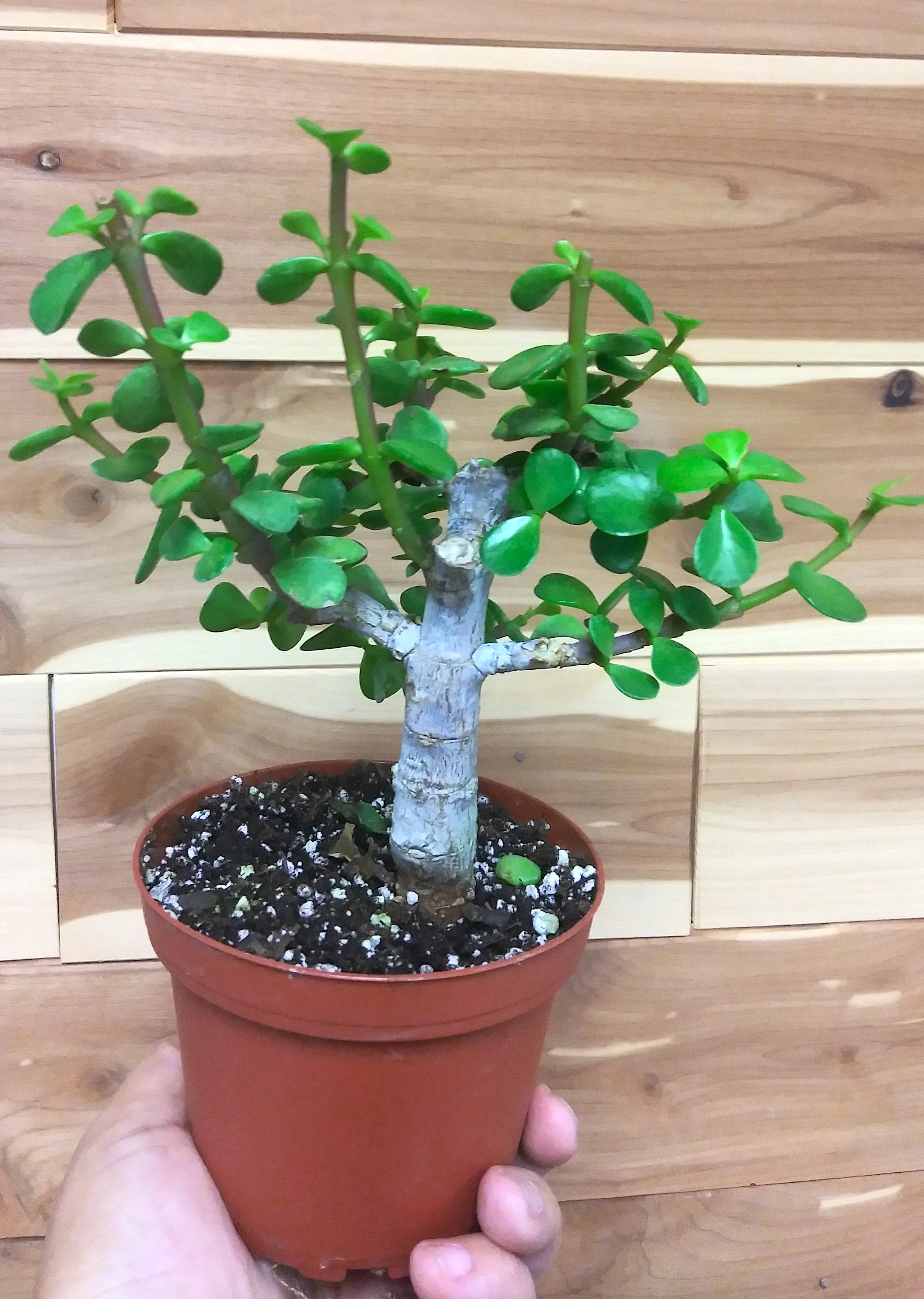 green apple plant Mutsu Apple Tree main image 0
