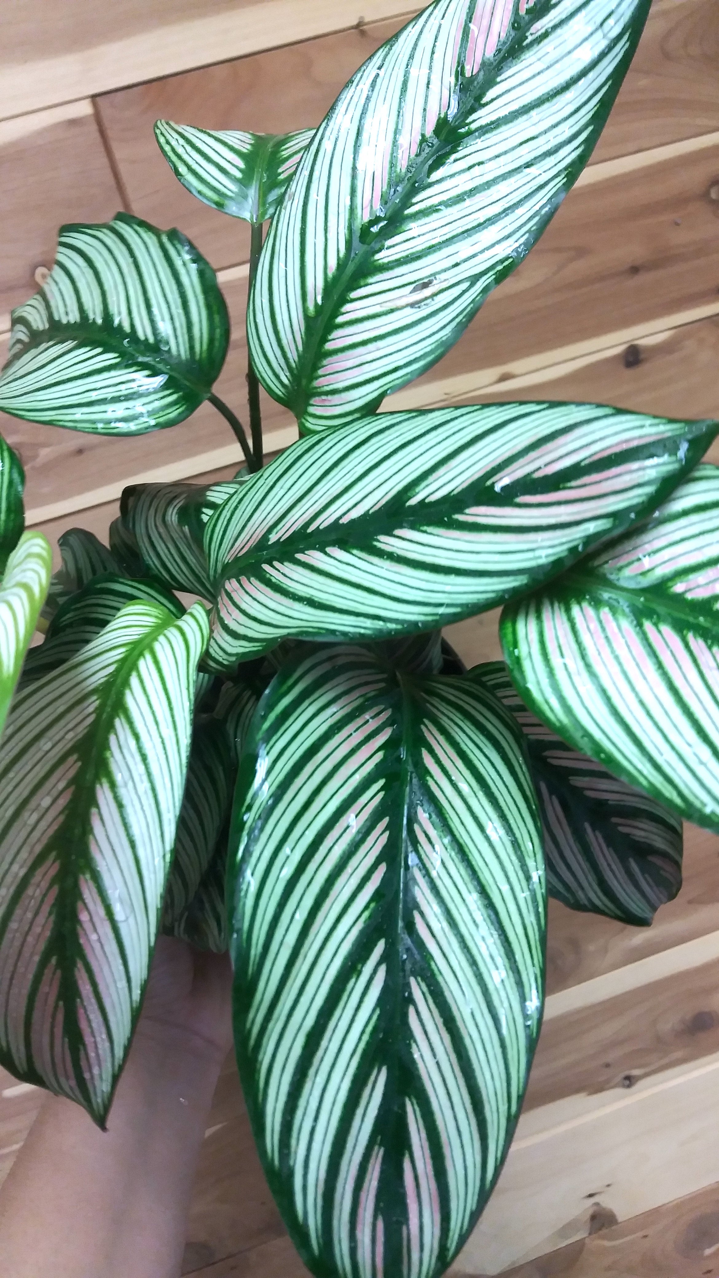 Calathea Majestica