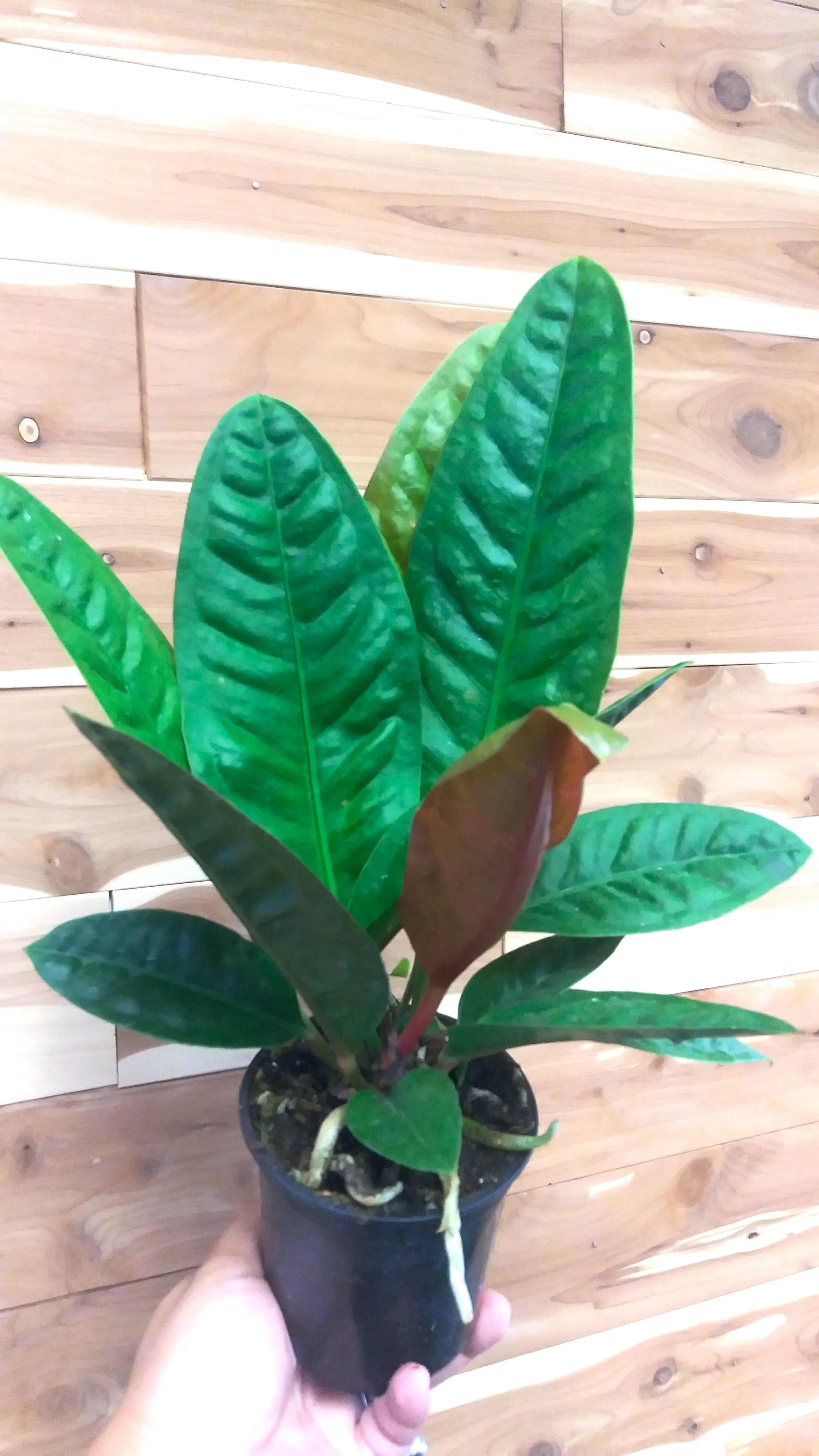 Anthurium Bird's Nest (Anthurium Superbum) 4" Pot