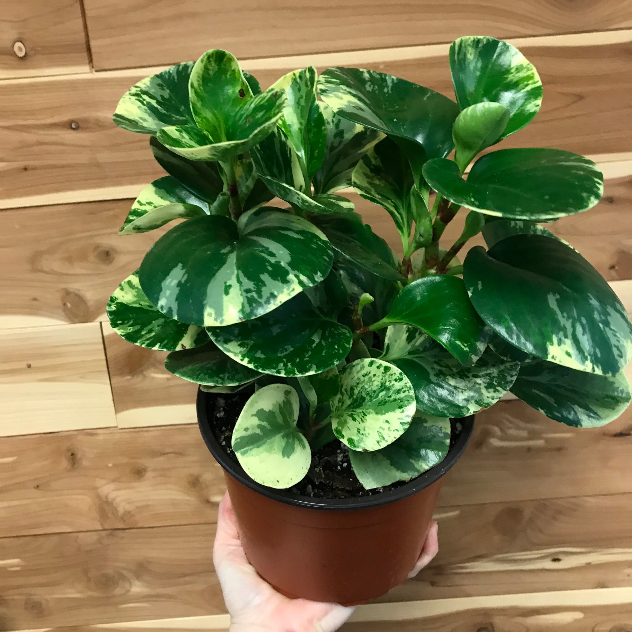 Peperomia Obtusifolia Variegata/Marble/GG | Ephemera Terrariums & Plant Shop