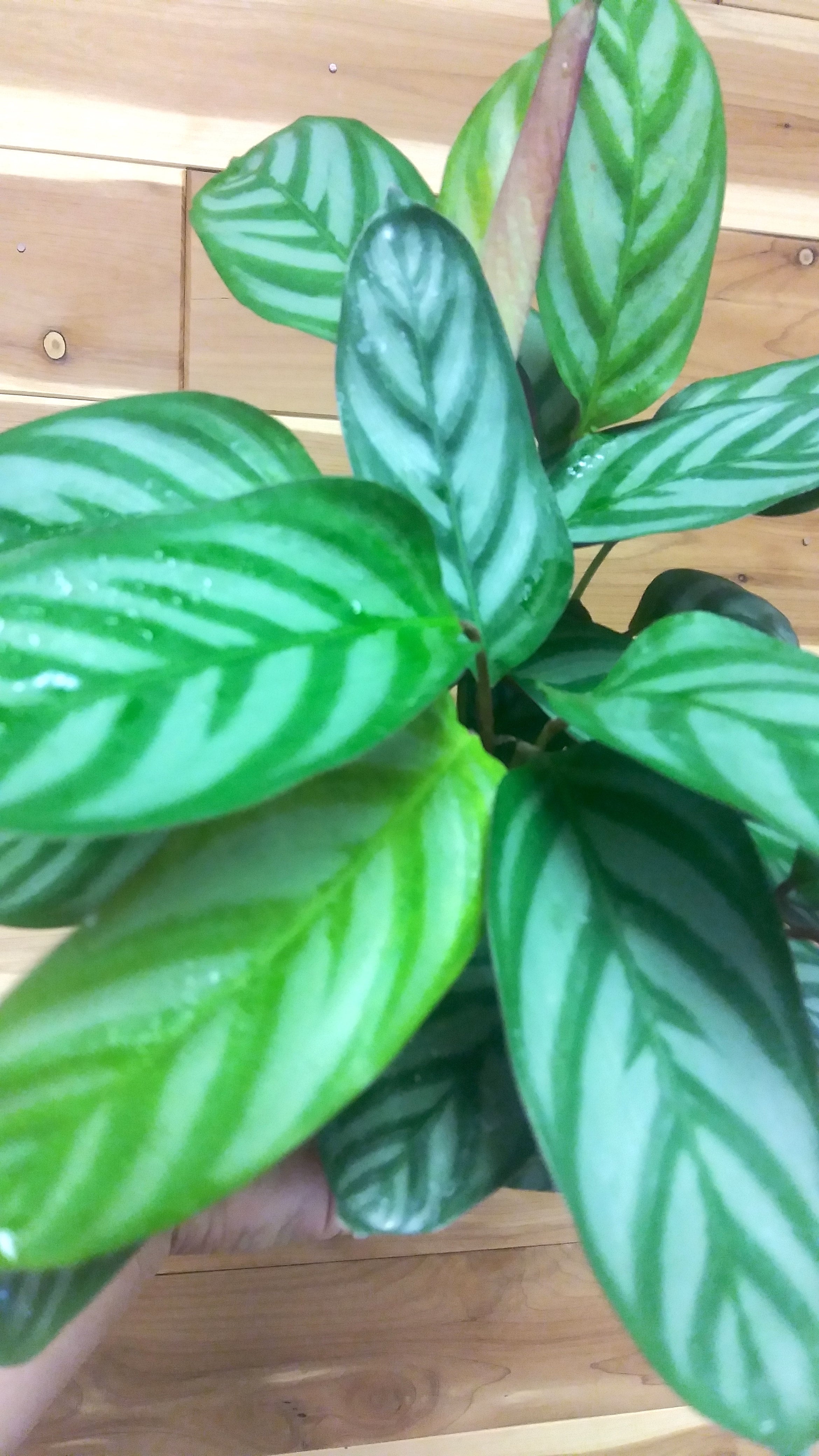 Calathea Setosa (Ctenanthe Setosa Compact Star) | Ephemera Terrariums &  Plant Shop