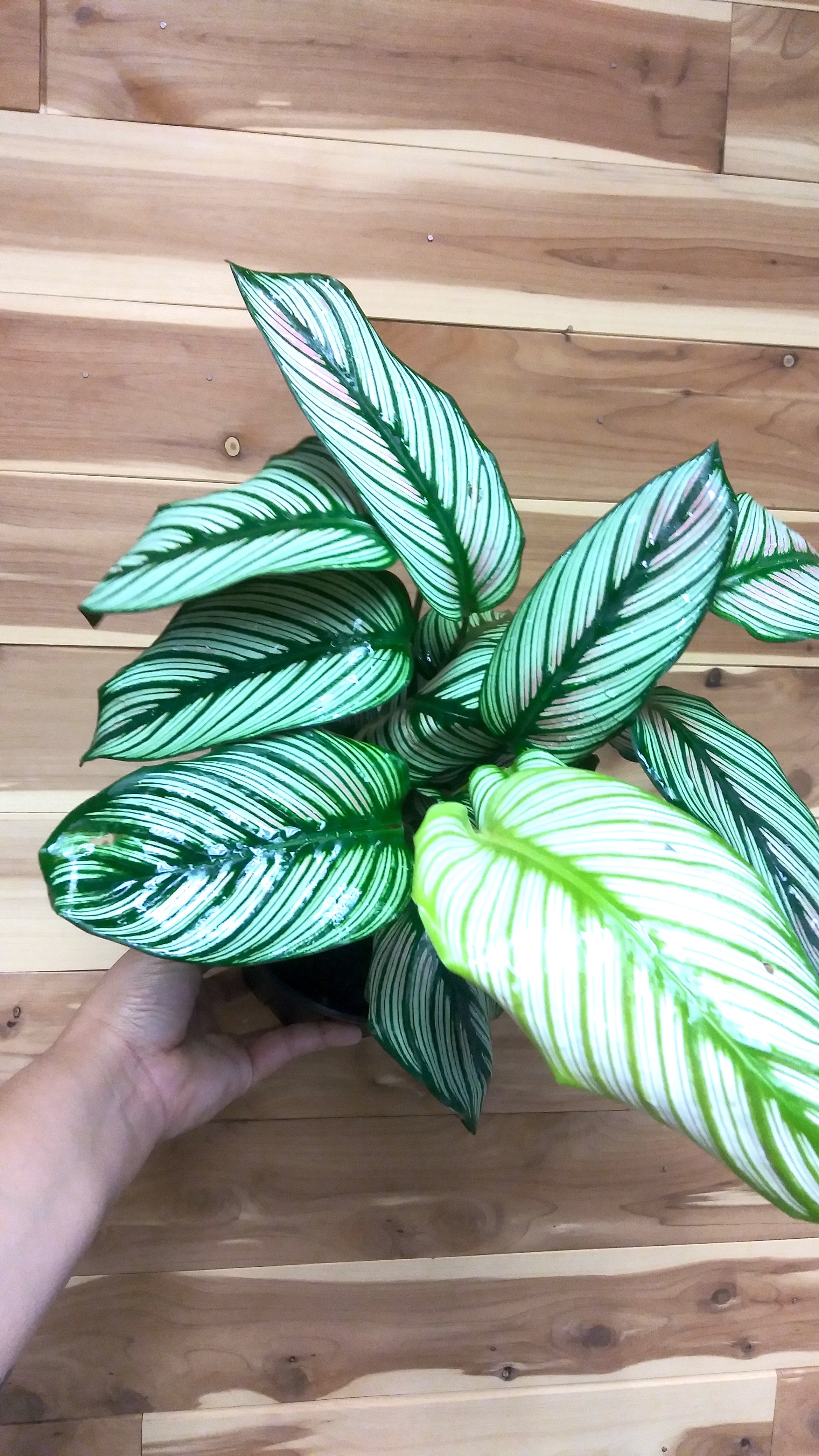 efeutute tropfen am blatt Epipremnum Aureum (Efeutute) kaufen? | Hängepflanze main image 1