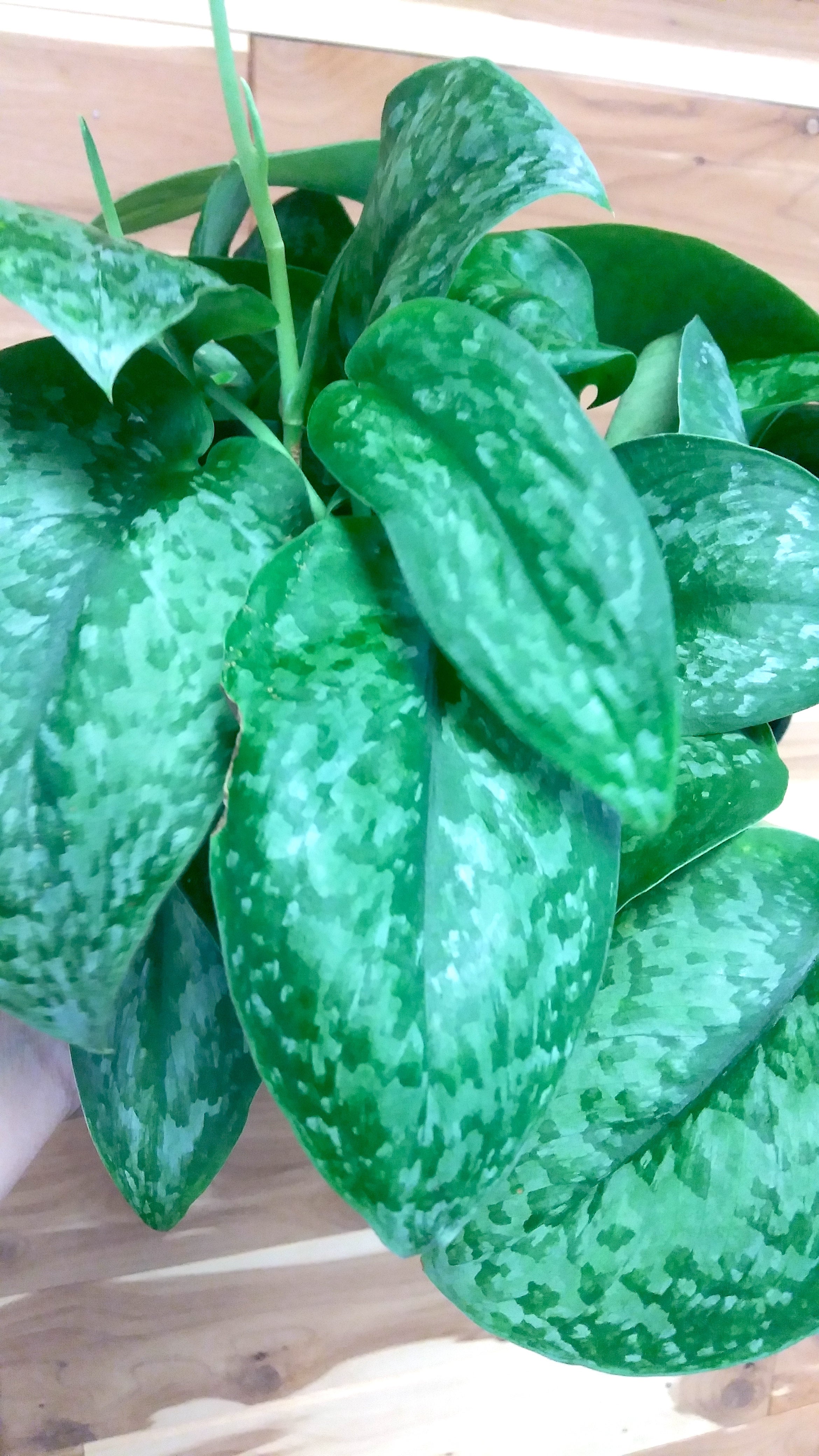 scindapsus-pictus-silver-splash-ephemera-terrariums-plant-shop