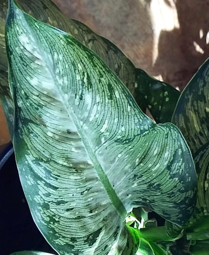 Dieffenbachia Maculata Tropical Tiki 