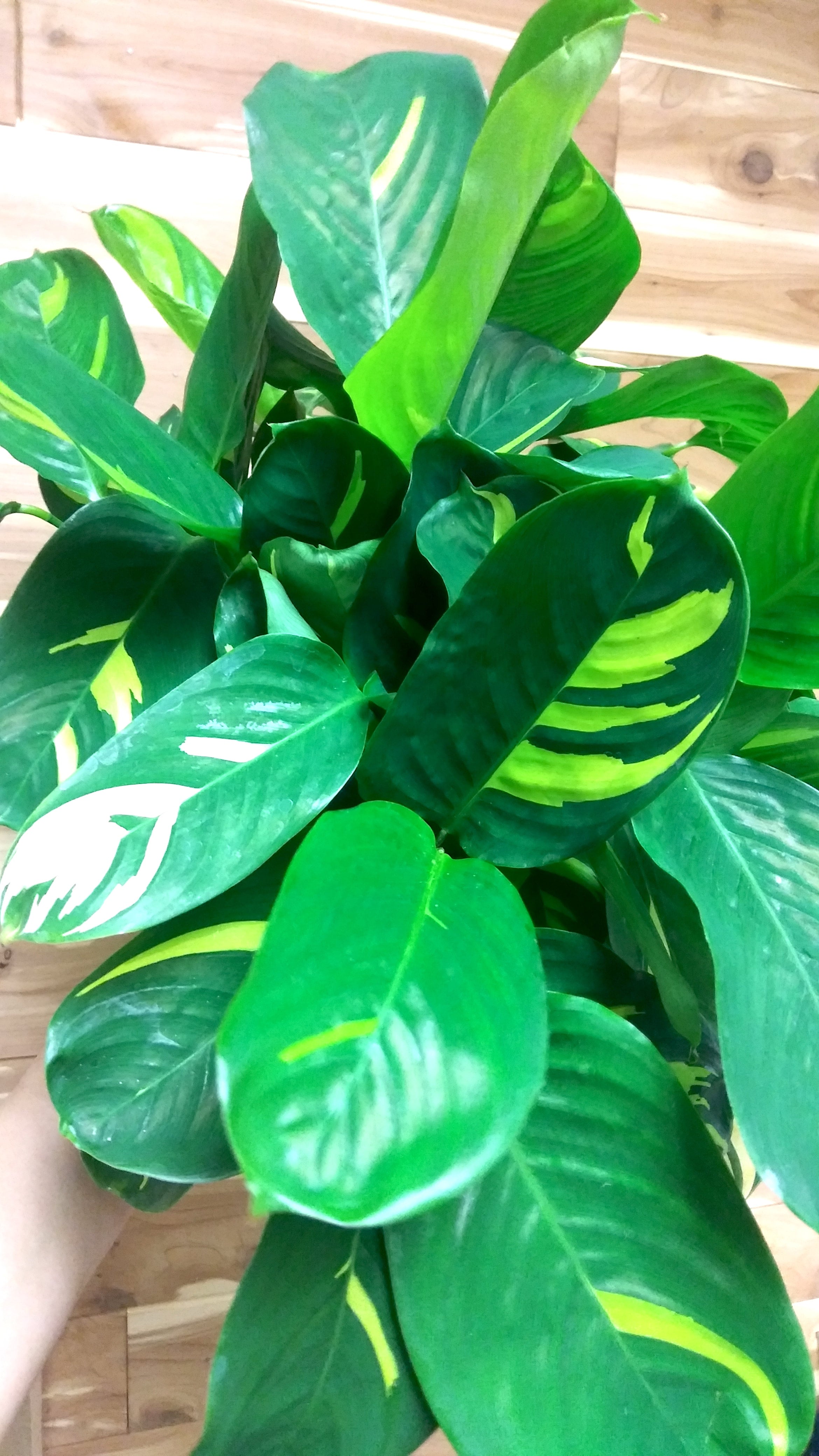 Prayer Plant Golden Mosaic (Ctenanthe Lubbersiana, Calathea Pilosa, Peacock  Plant) | Ephemera Terrariums & Plant Shop