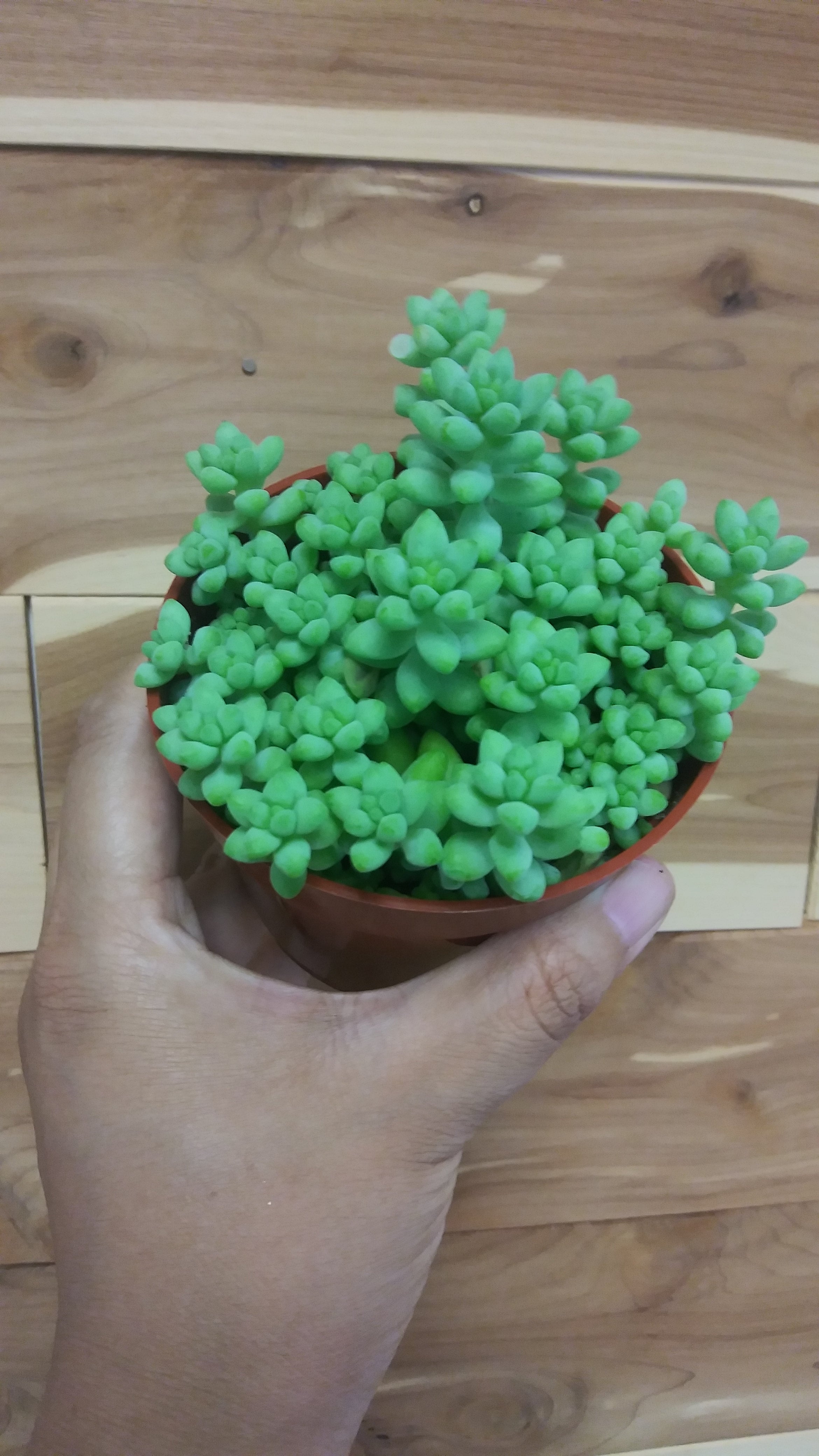 Donkey Tail (sedum burrito) | Ephemera Terrariums & Plant Shop