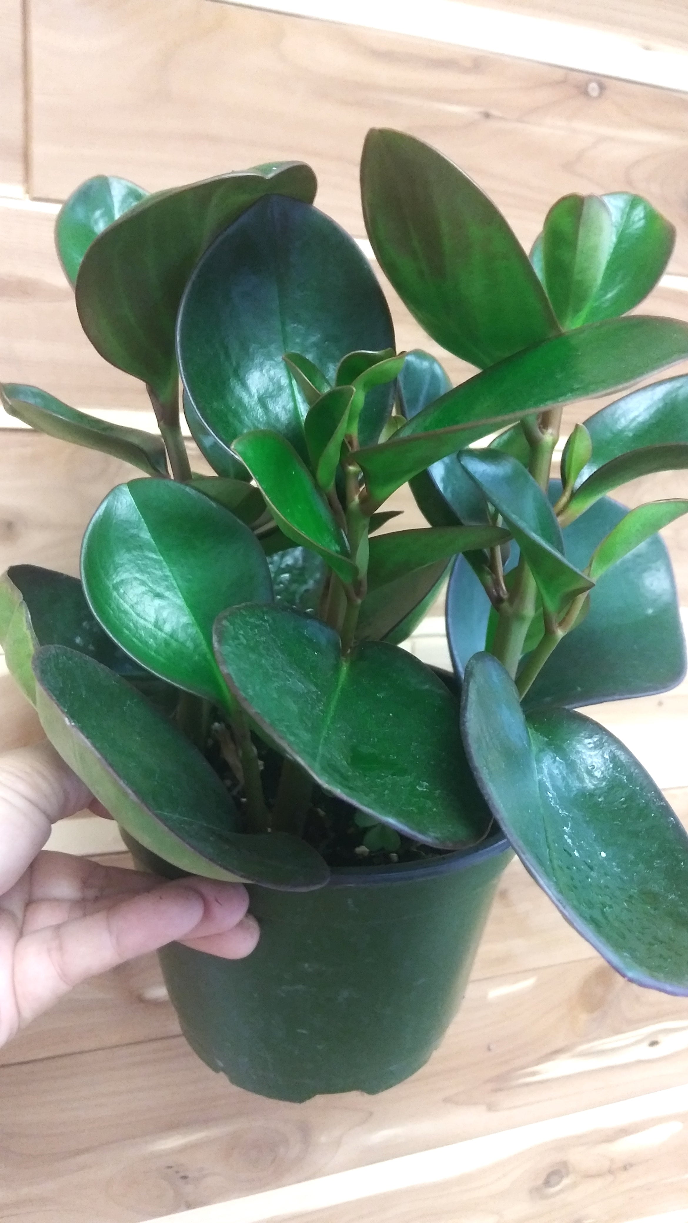 Peperomia Obtusifolia Red Edge
