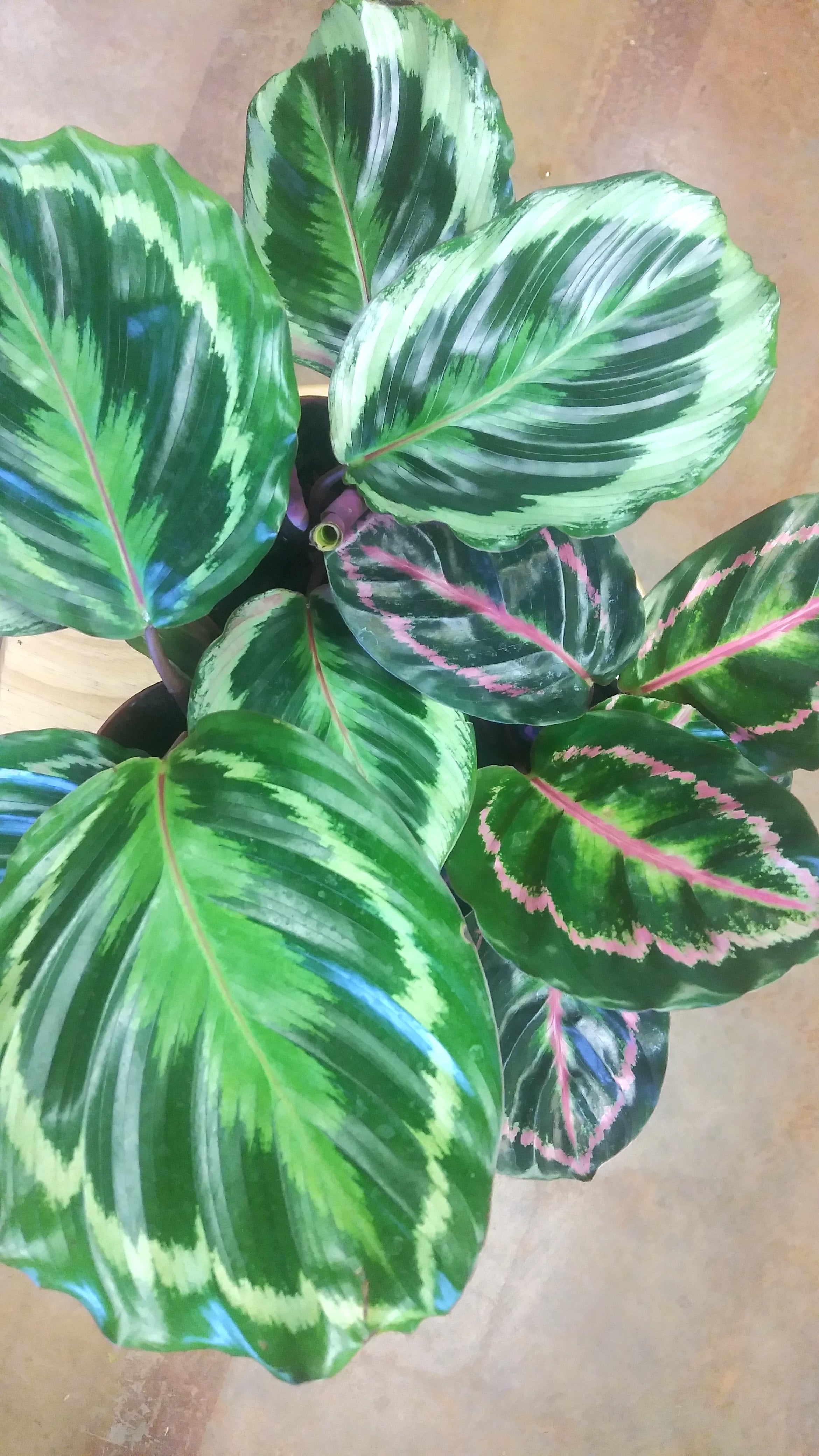 Calathea Roseopicta 'Medallion' 4" pot