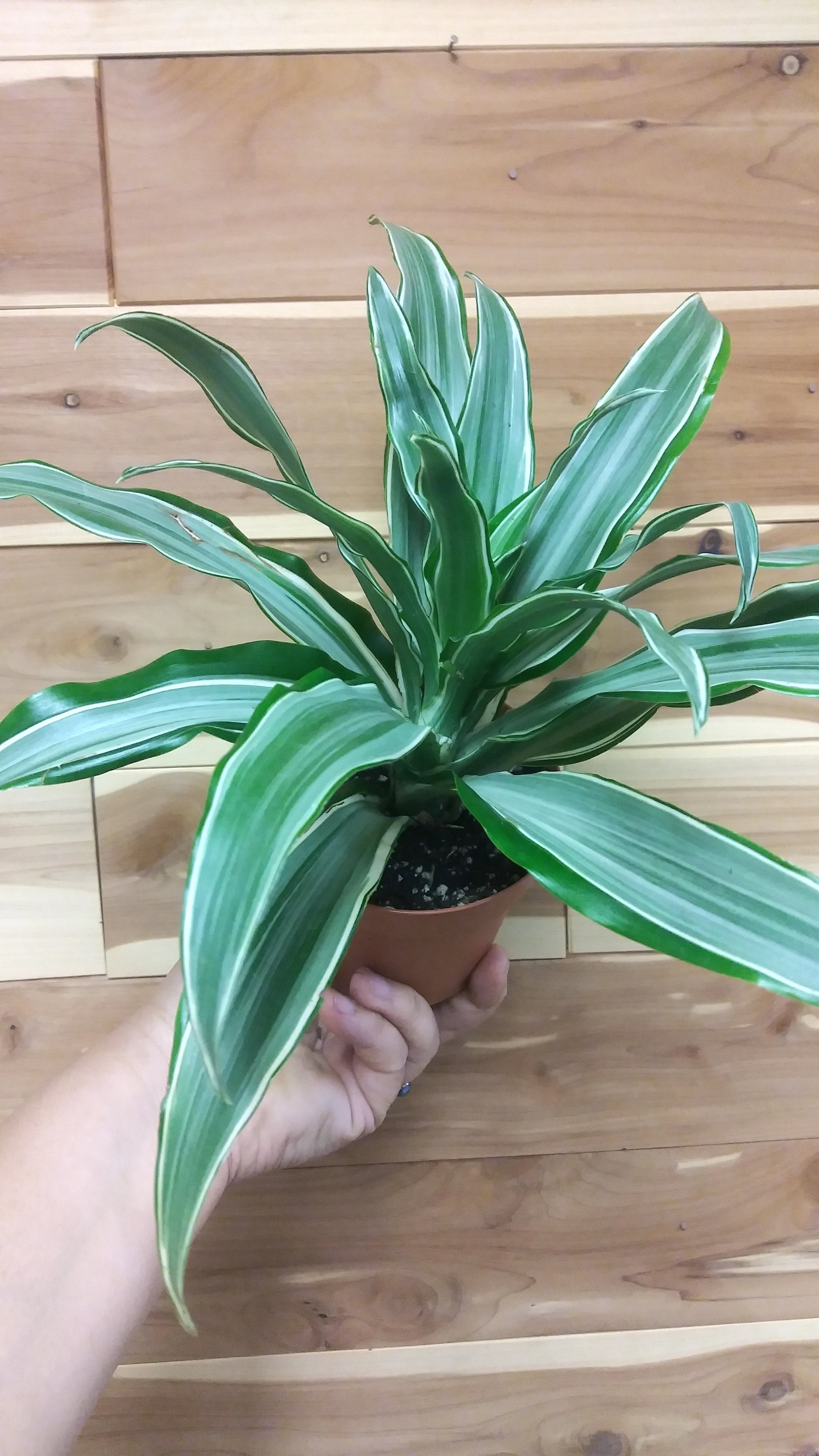 Dracena Malaika Pot (Dracena fragrans Malaika)