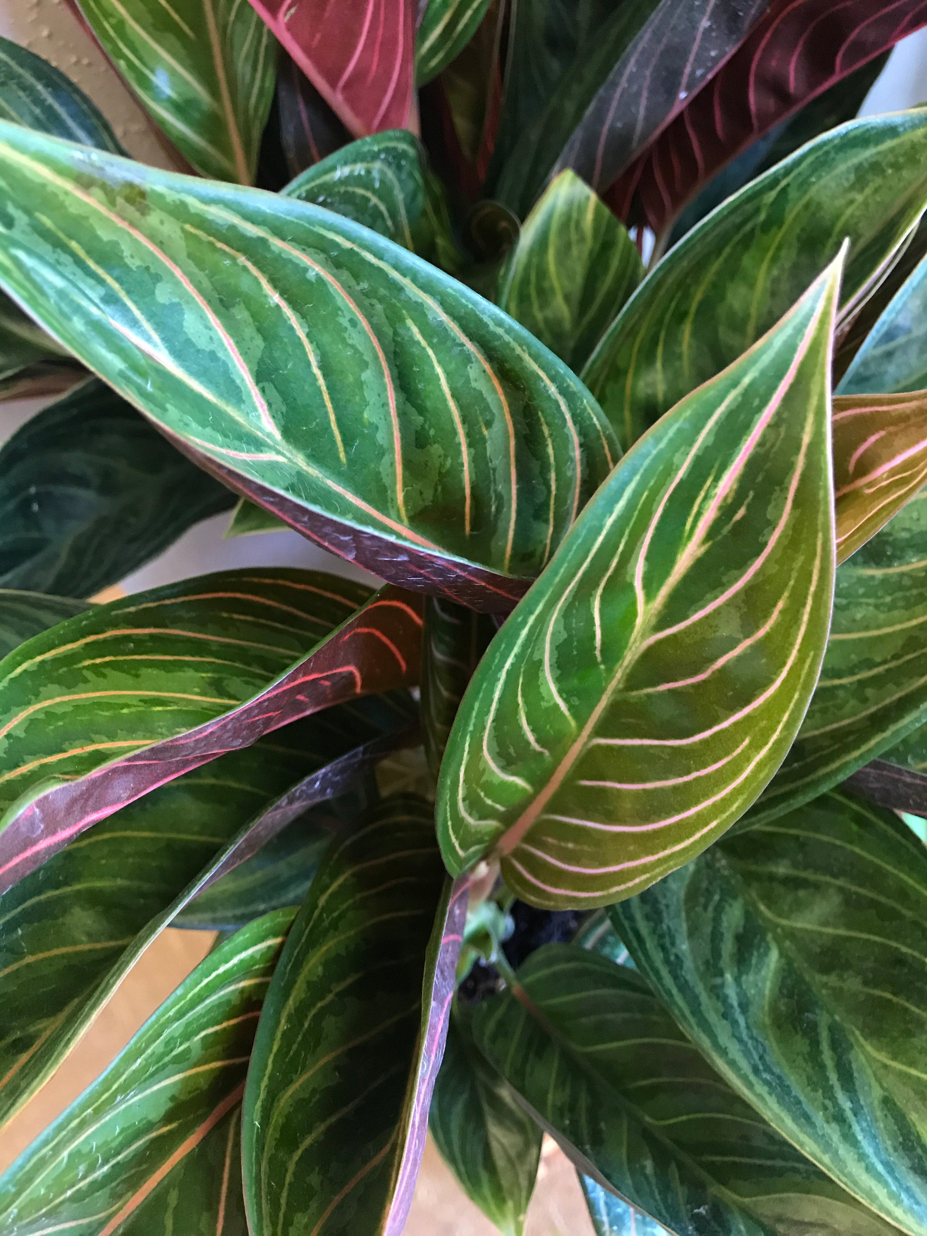 Aglaonema Chocolate 6" | Ephemera Terrariums & Plant Shop