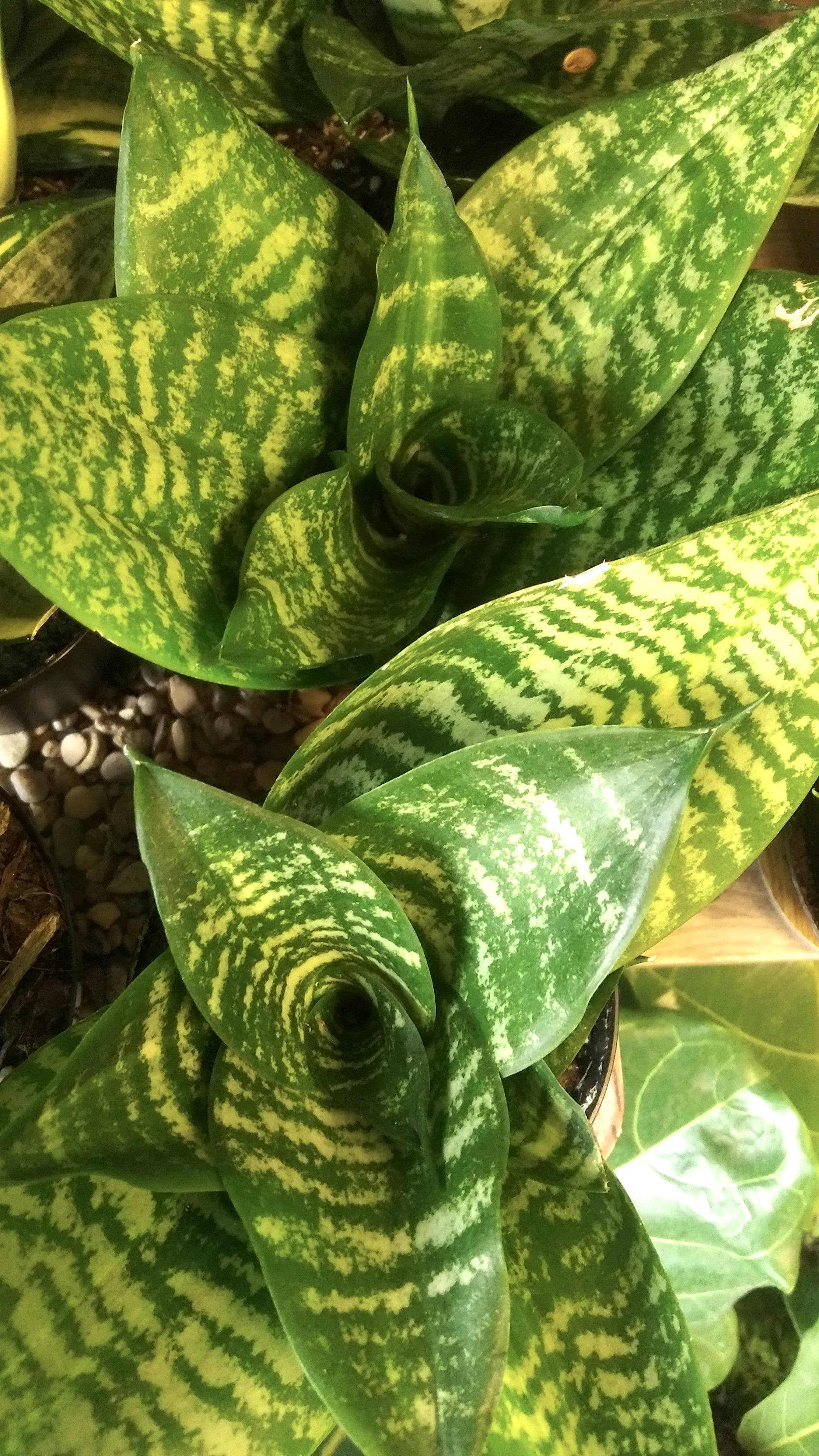 sansevieria schädlinge Sansevieria trifasciata main image 0