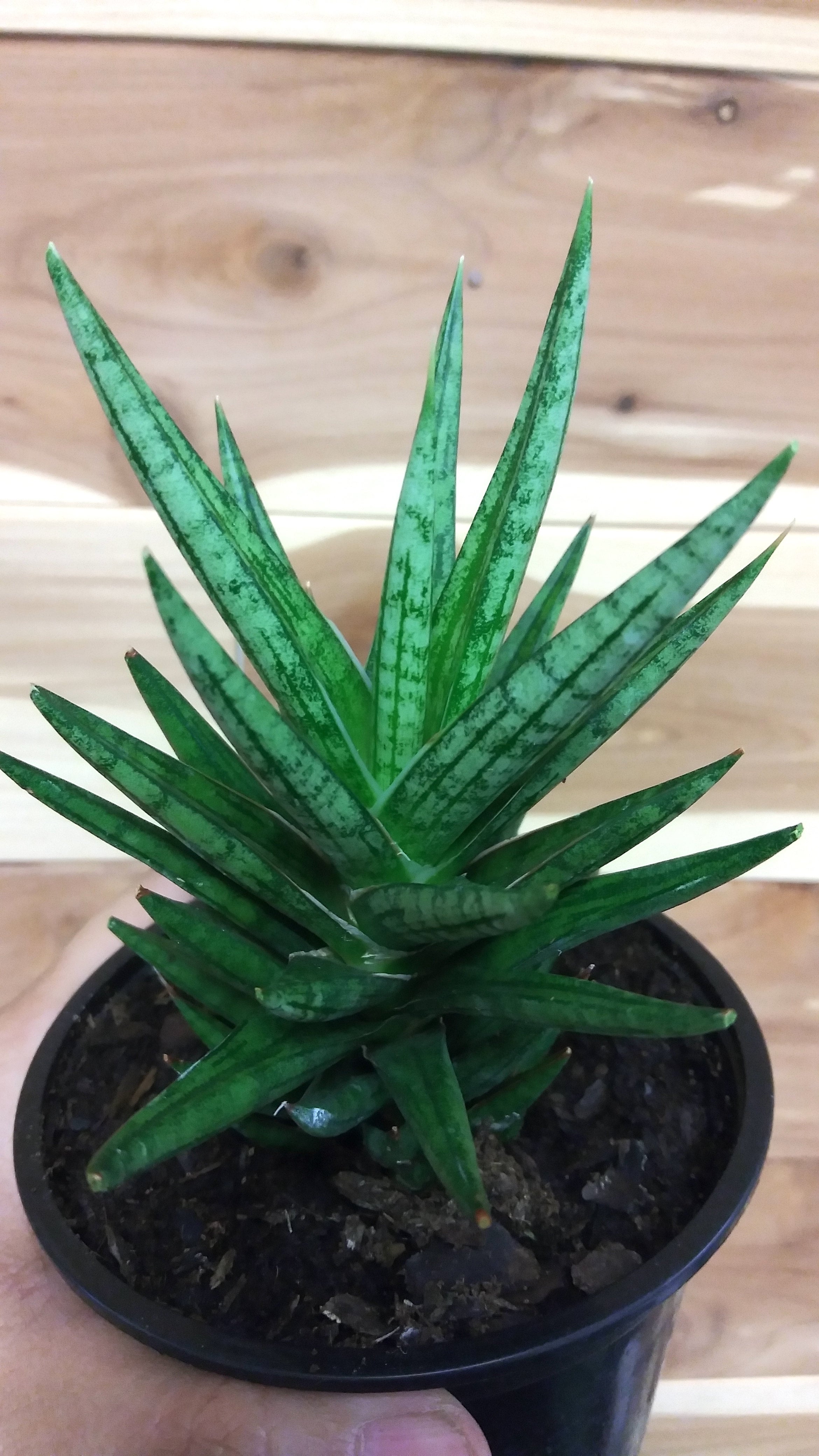 Sansevieria Francisii | Ephemera Terrariums & Plant Shop