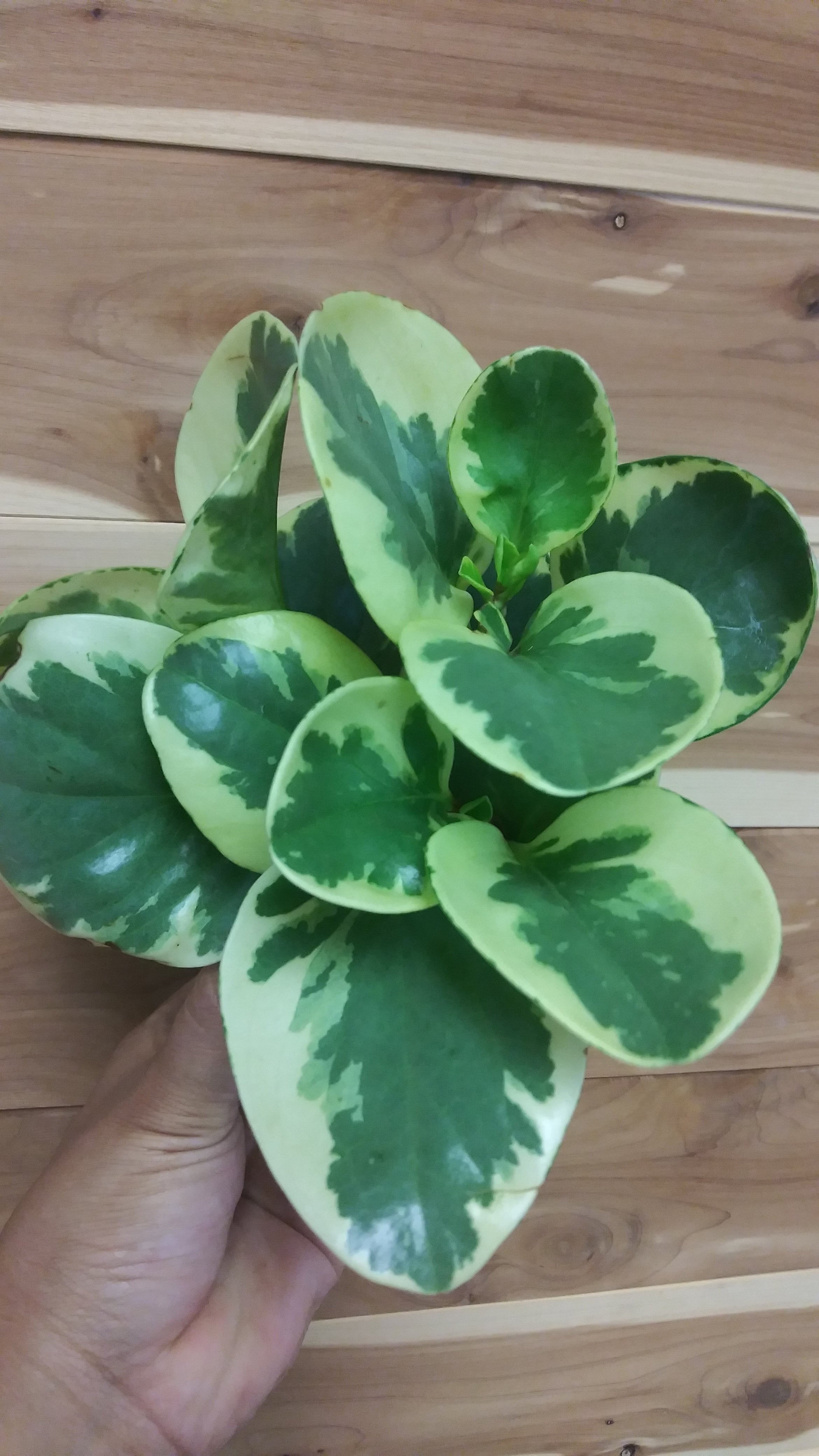 blaue orchidee wird weiß Weiß Blaue Orchidee - CALVENDO Foto-Puzzle