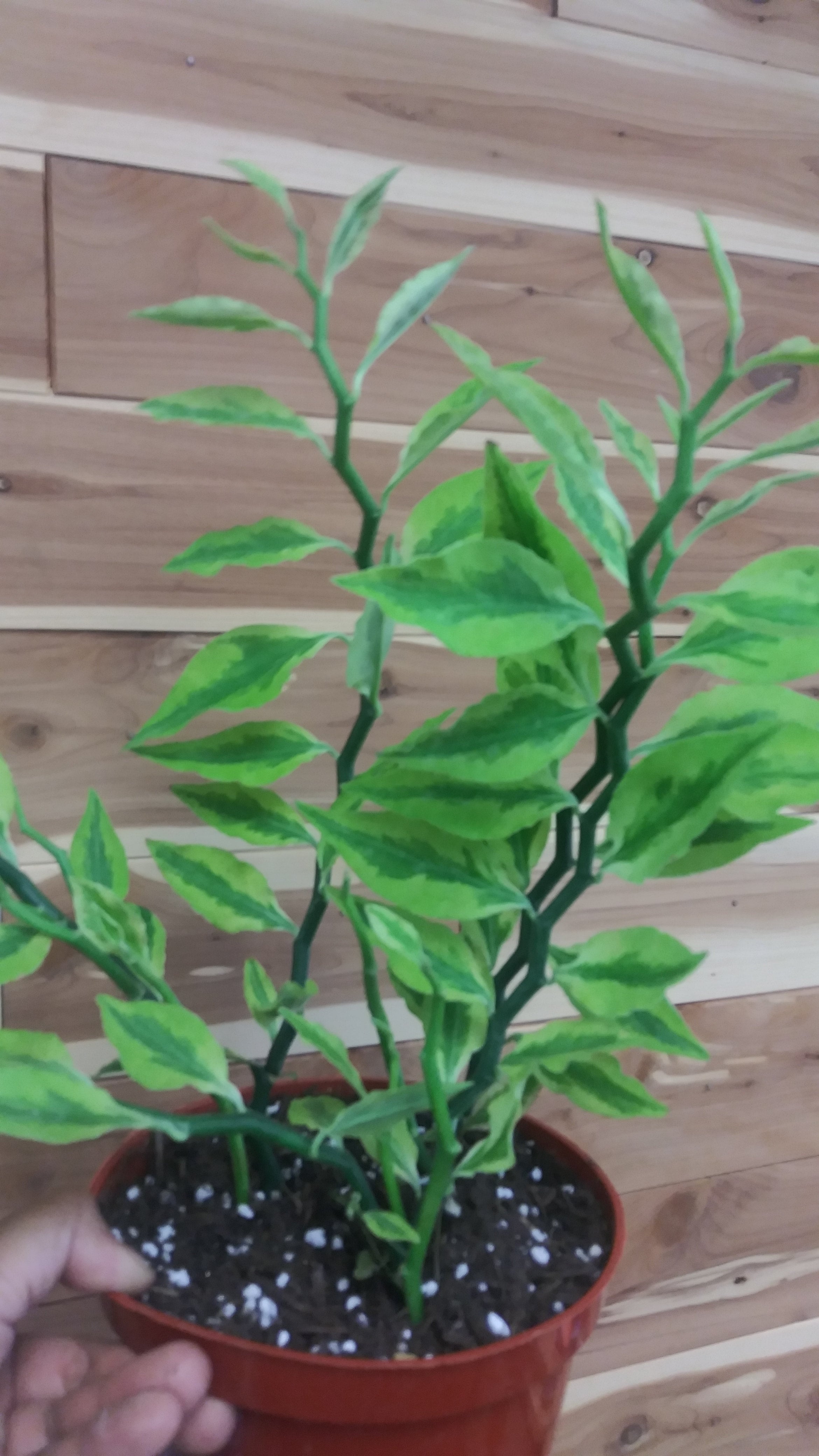 emerald philodendron Philodendron Red Emerald main image 0