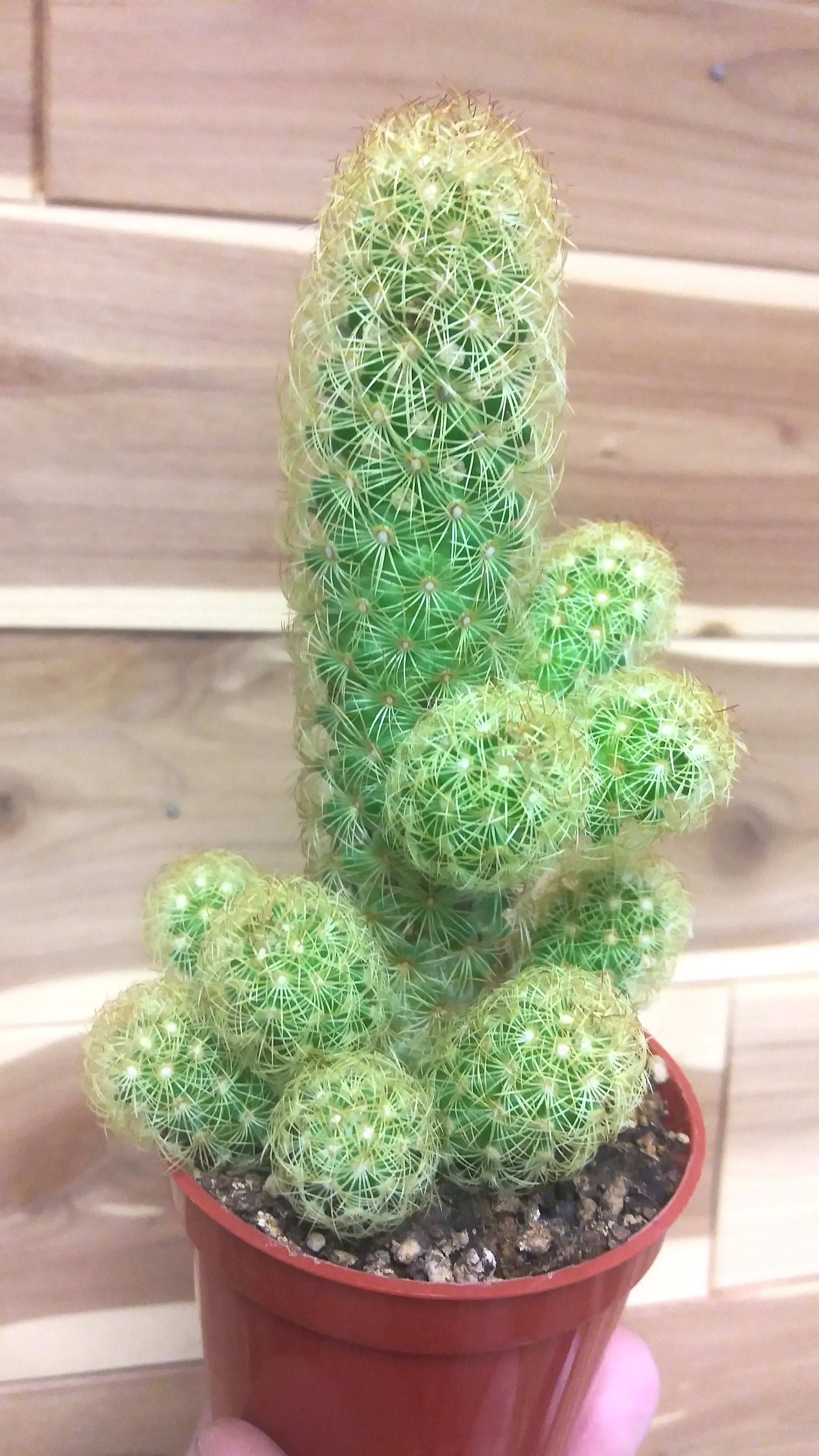 Cactus Lady Finger | Ephemera Terrariums & Plant Shop