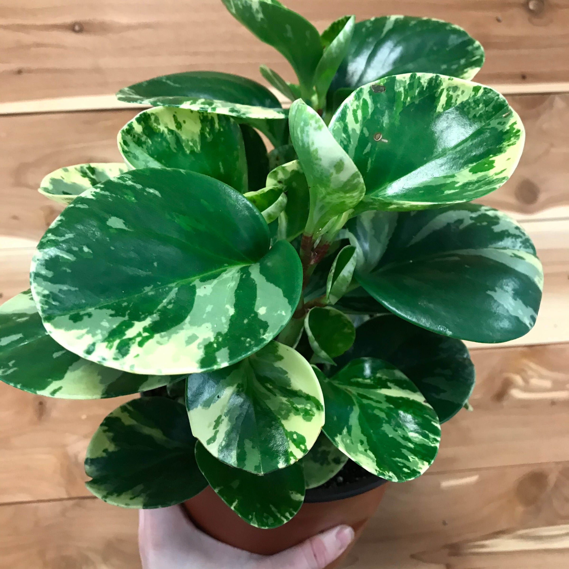 Peperomia Obtusifolia Variegata/Marble/GG | Ephemera Terrariums & Plant Shop