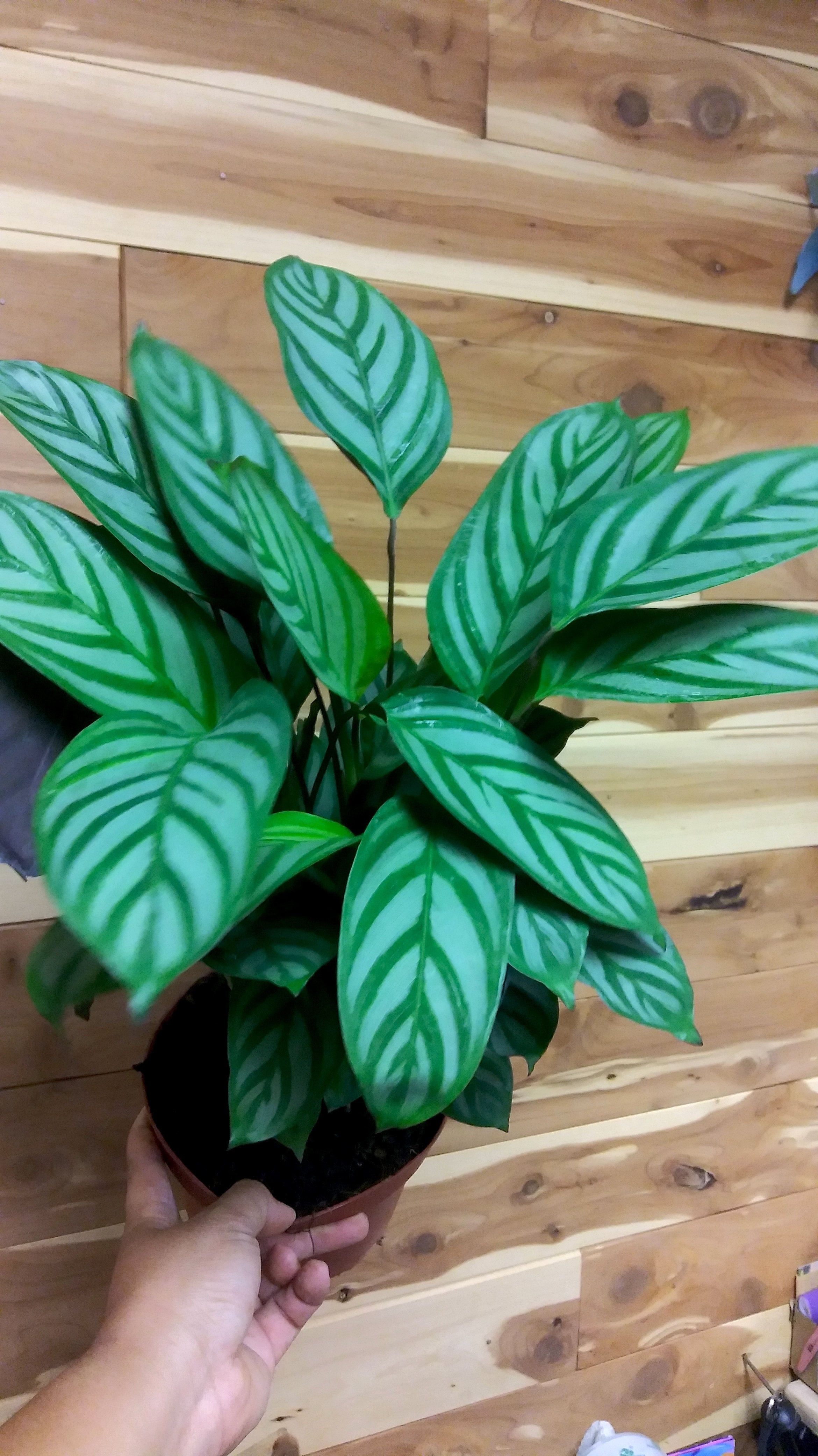 Calathea Setosa (Ctenanthe Setosa Compact Star)