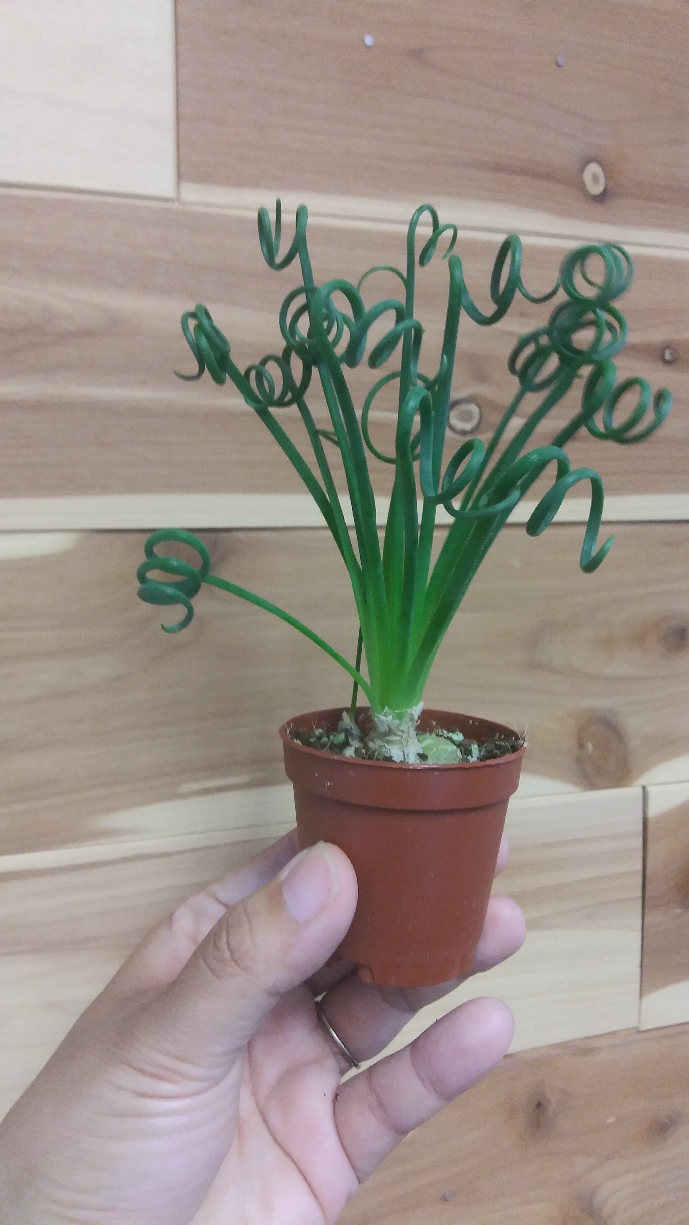 sunset jade plant Crassula Ovata Hummel's Sunset Tree  Beaultiful Desert Plants