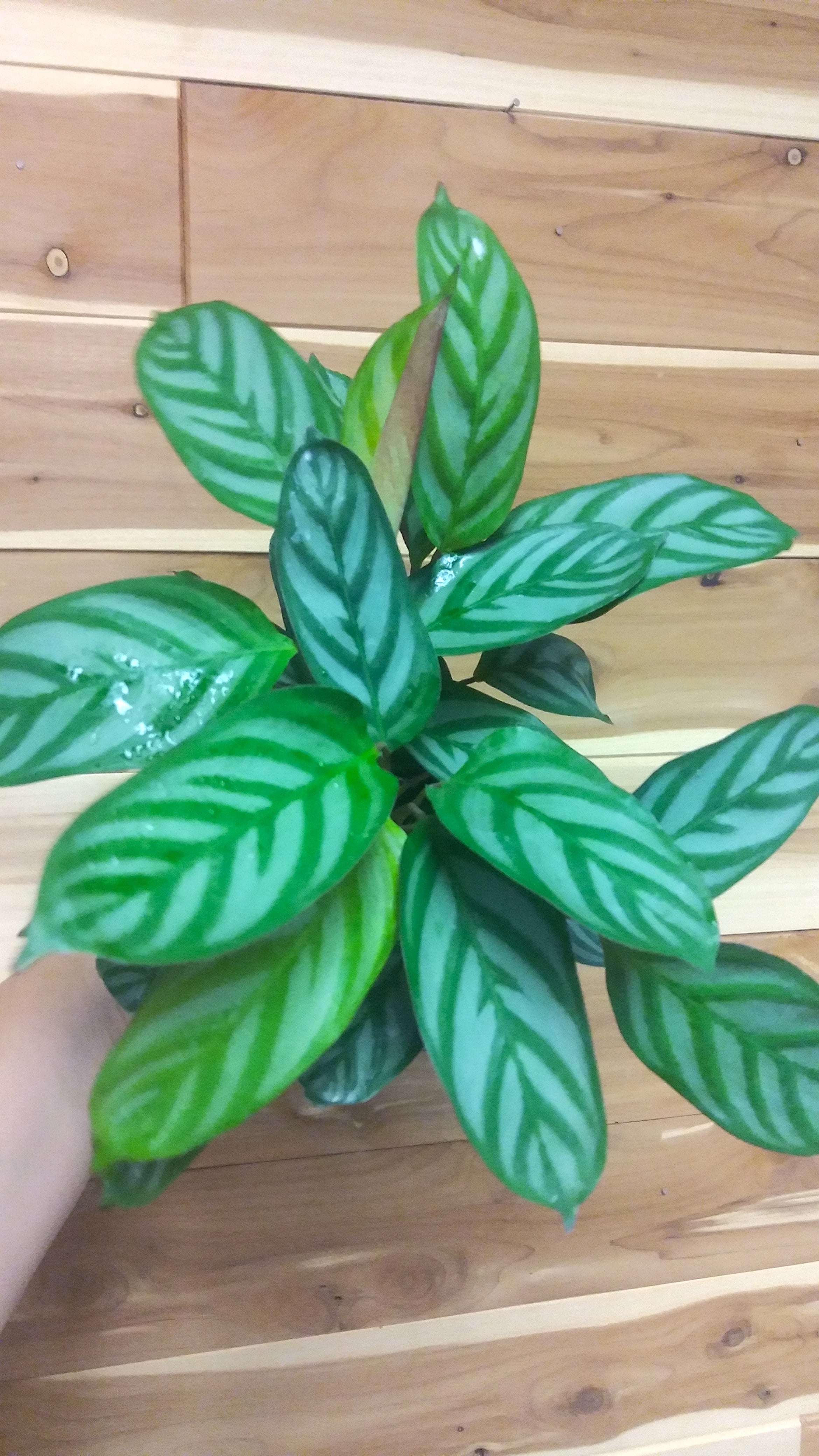 dracaena massangeana Dracaena Massangeana Leaves (10 Pack)