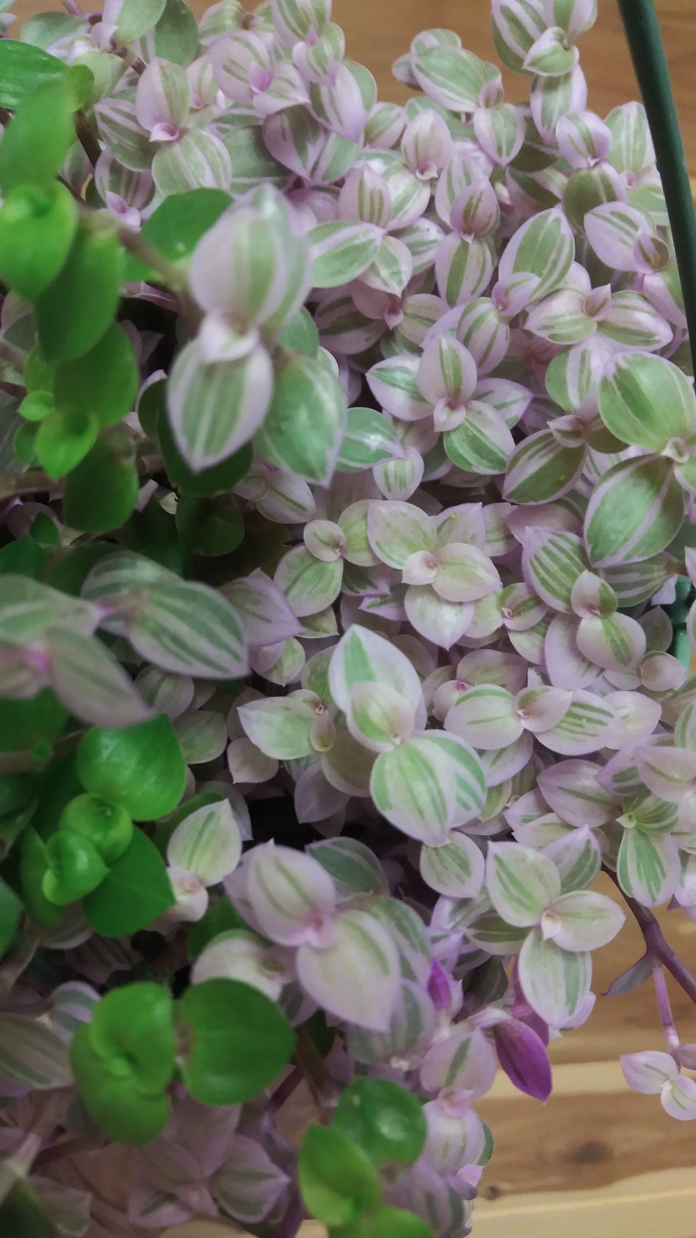 Tradescantia Pink Panther (Callisia Repens) | Ephemera Terrariums & Plant  Shop