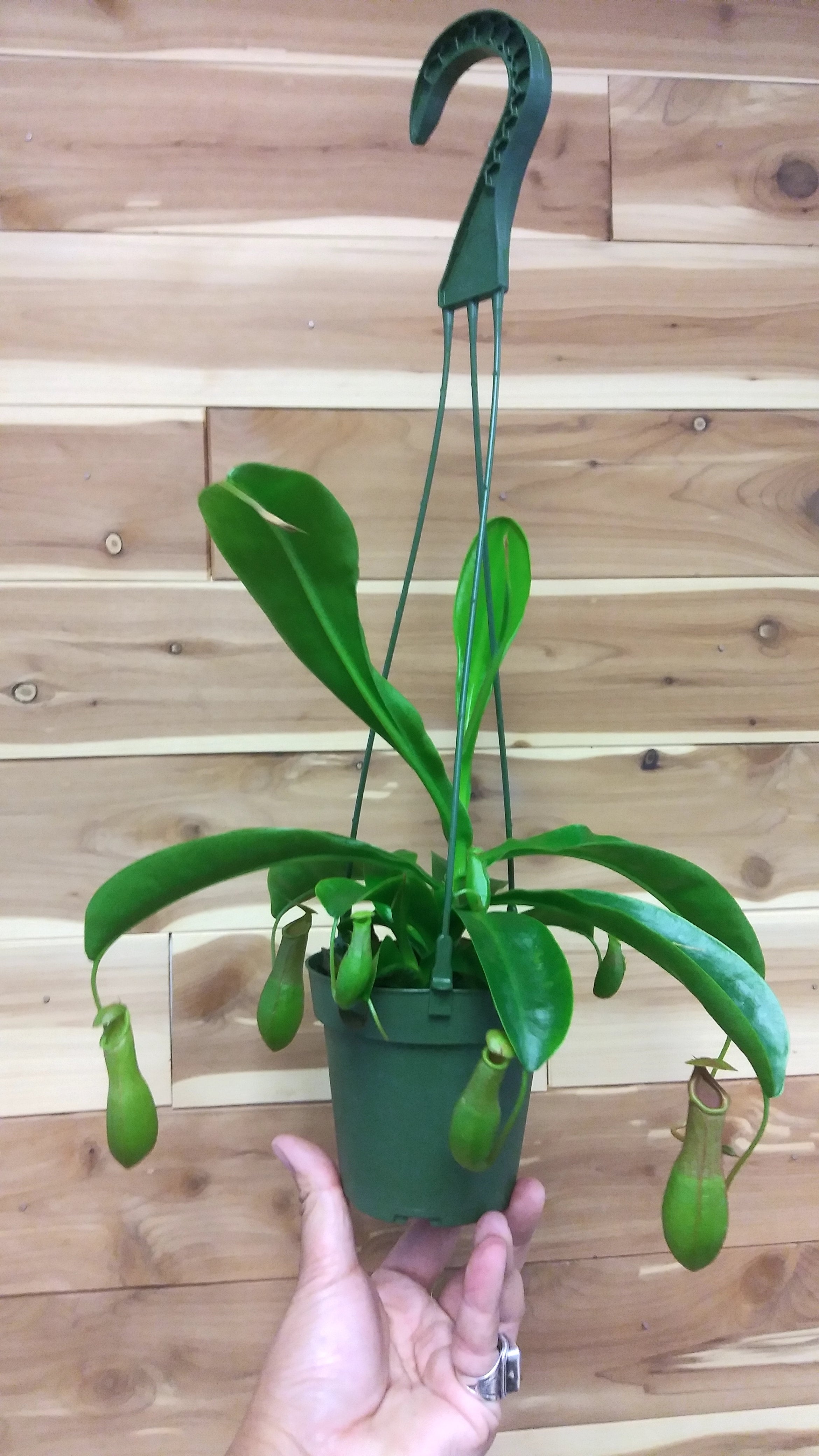 Pitcher Plant (Nepenthes Alata Ventricosa Hybrid) | Ephemera Terrariums &  Plant Shop
