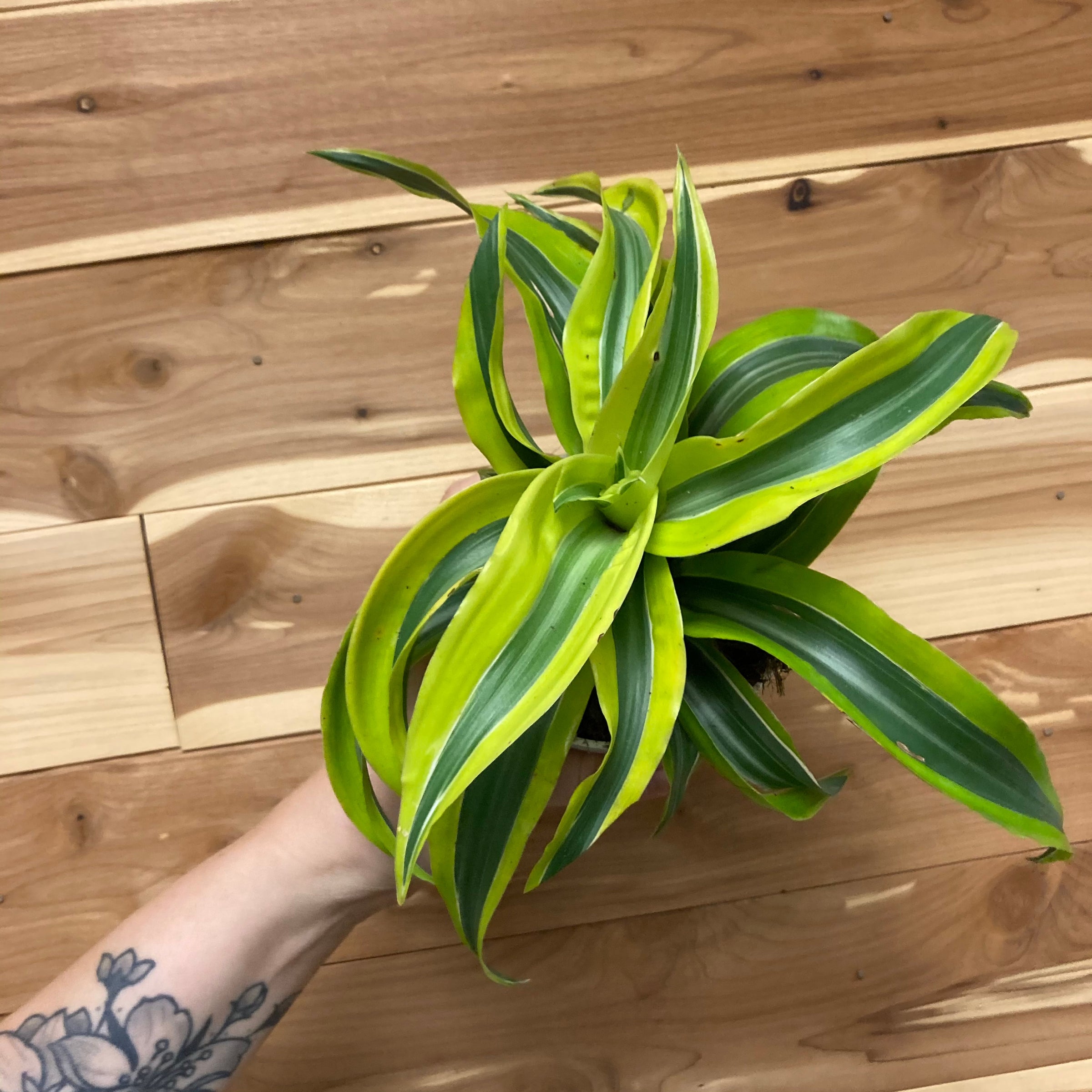 Dracena Lemon Surprise 4" Pot | Ephemera Terrariums & Plant Shop