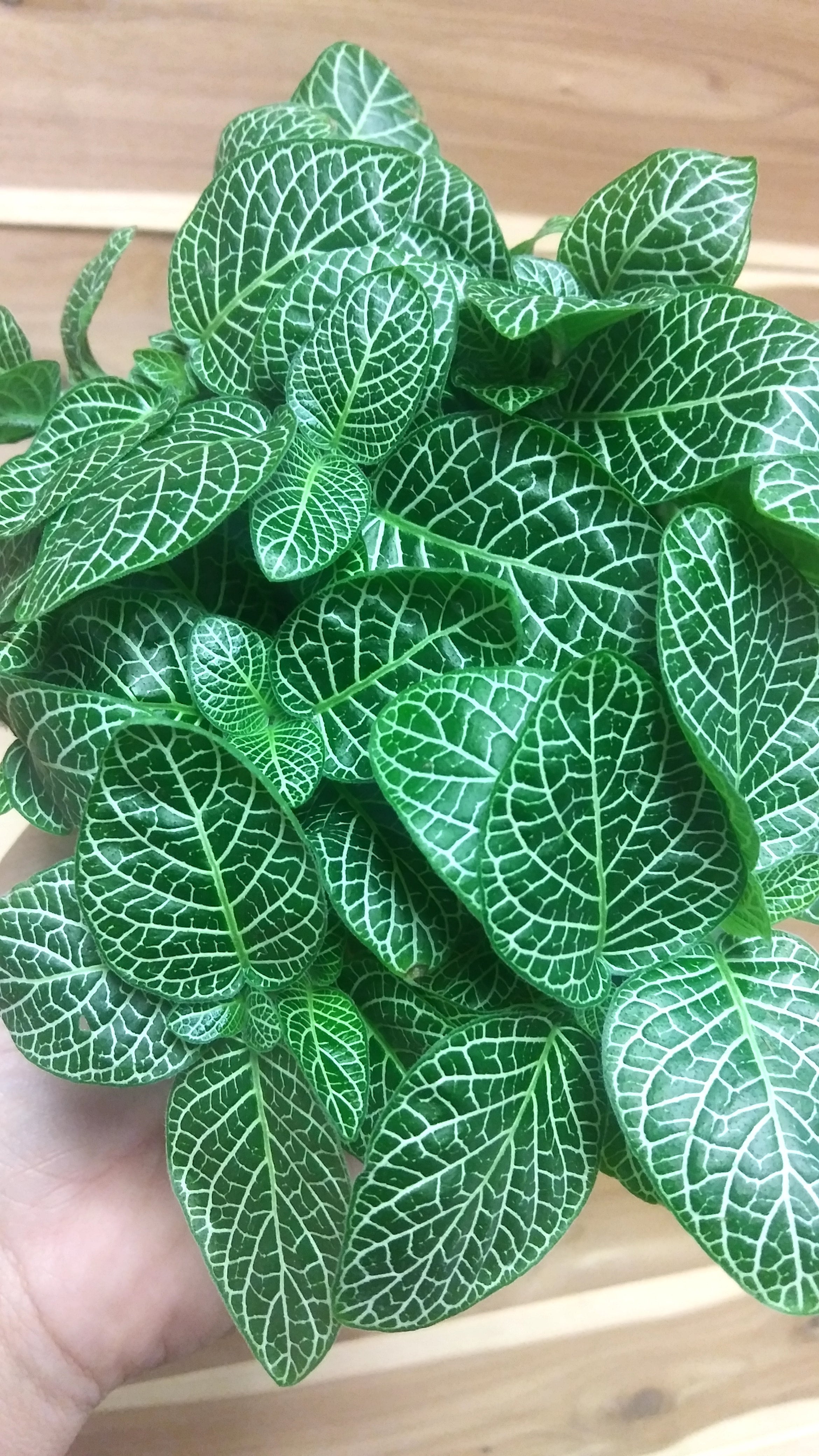 Fittonia (Nerve Plant) | Ephemera Terrariums & Plant Shop