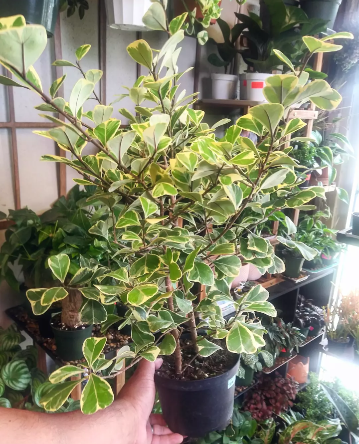 Ficus Triangularis Variegata | Ephemera Terrariums & Plant Shop