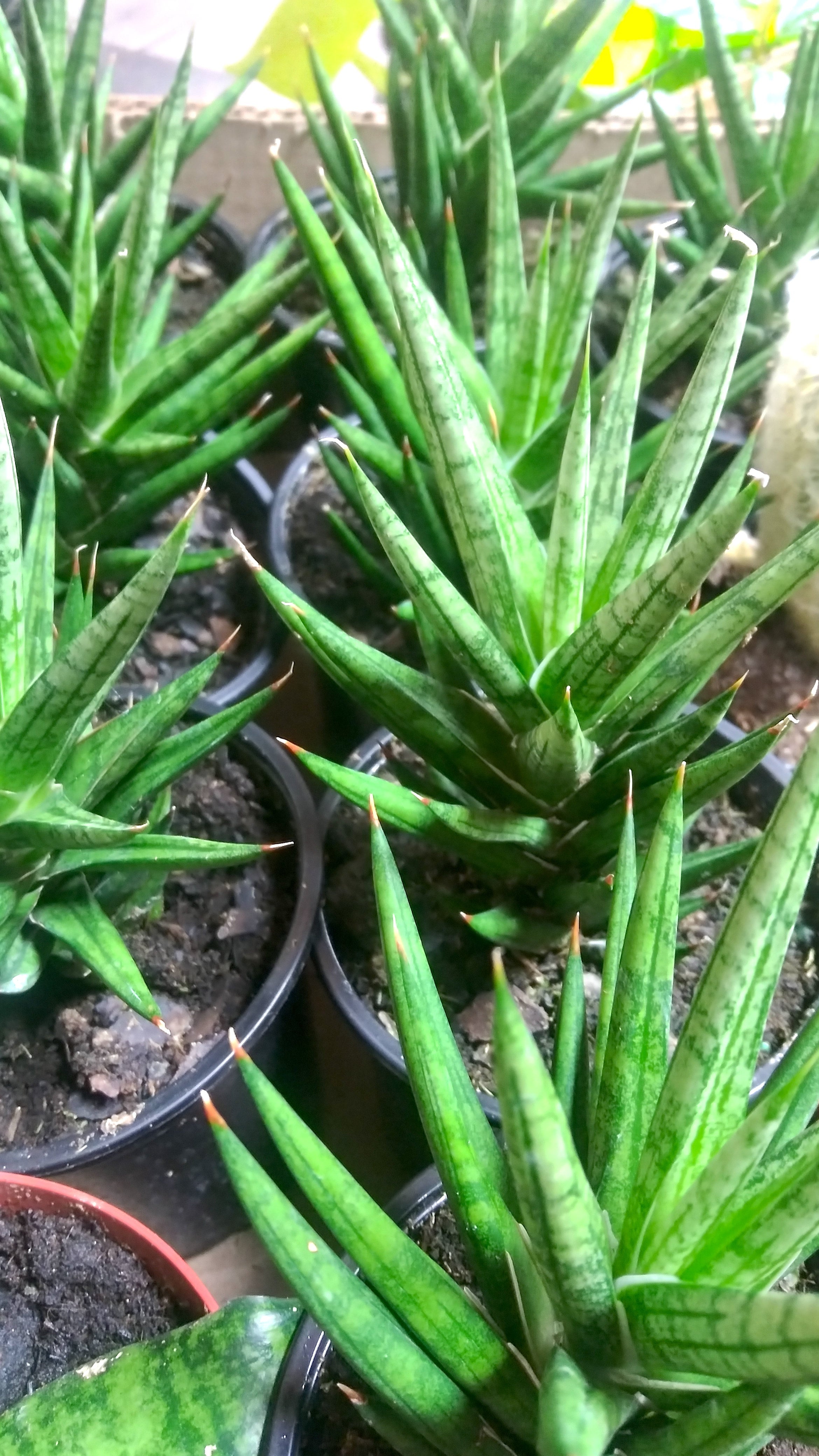snake plant german Snake Plant 'Laurentii Dwarf'