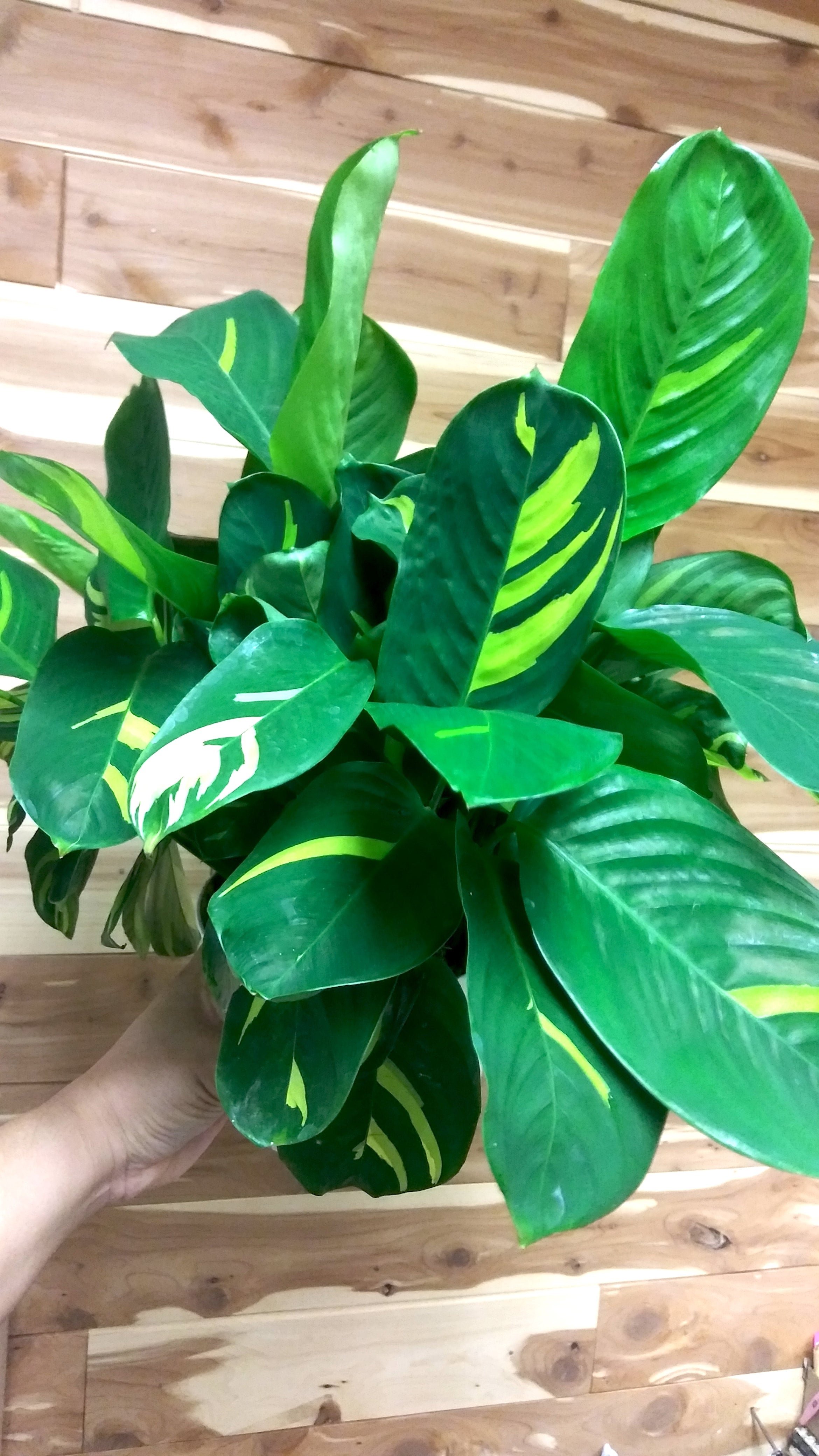 Prayer Plant Golden Mosaic (Ctenanthe Lubbersiana, Calathea Pilosa, Peacock  Plant)