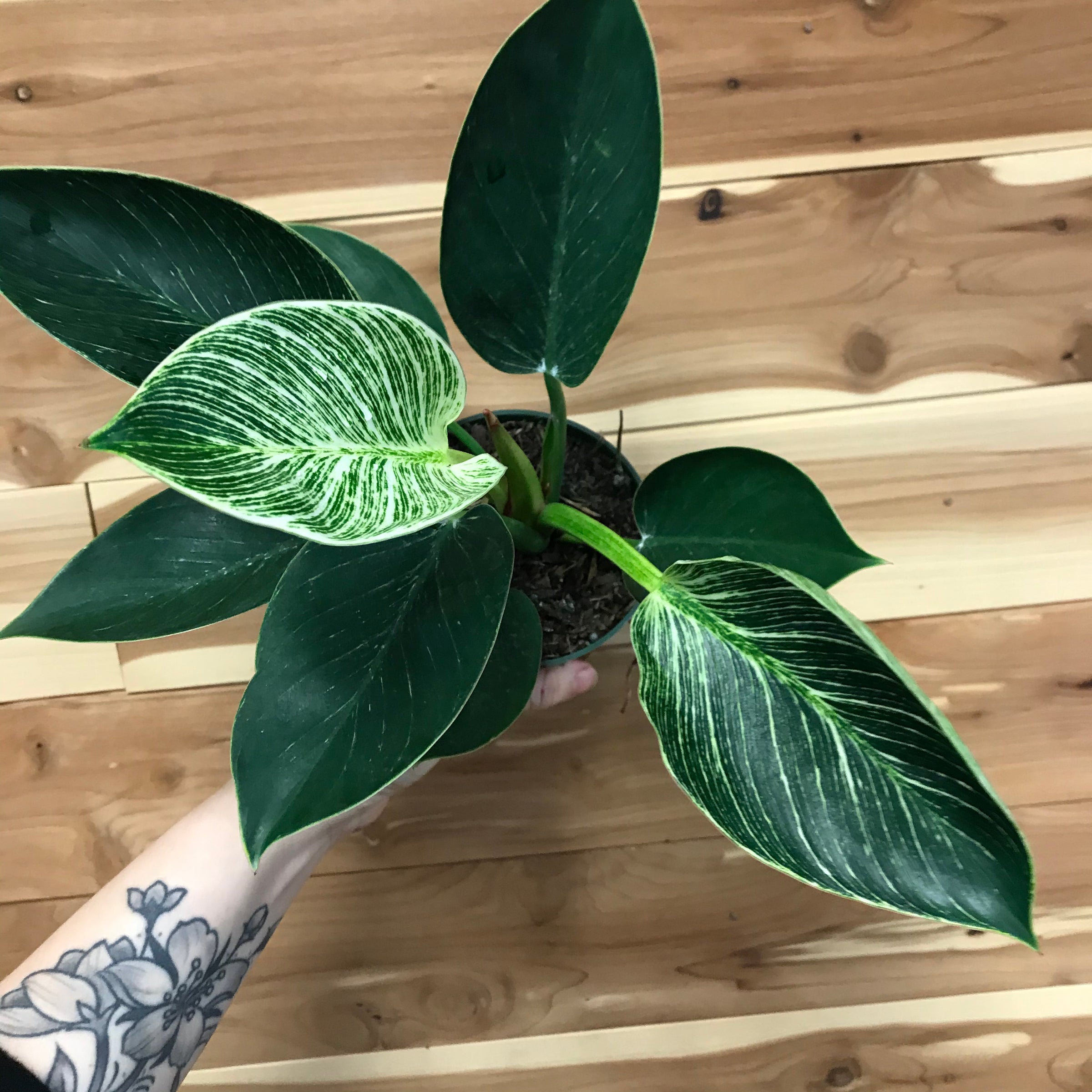 philodendron red princess Philodendron Marbled Orange Princess Variegated – Plant Vault