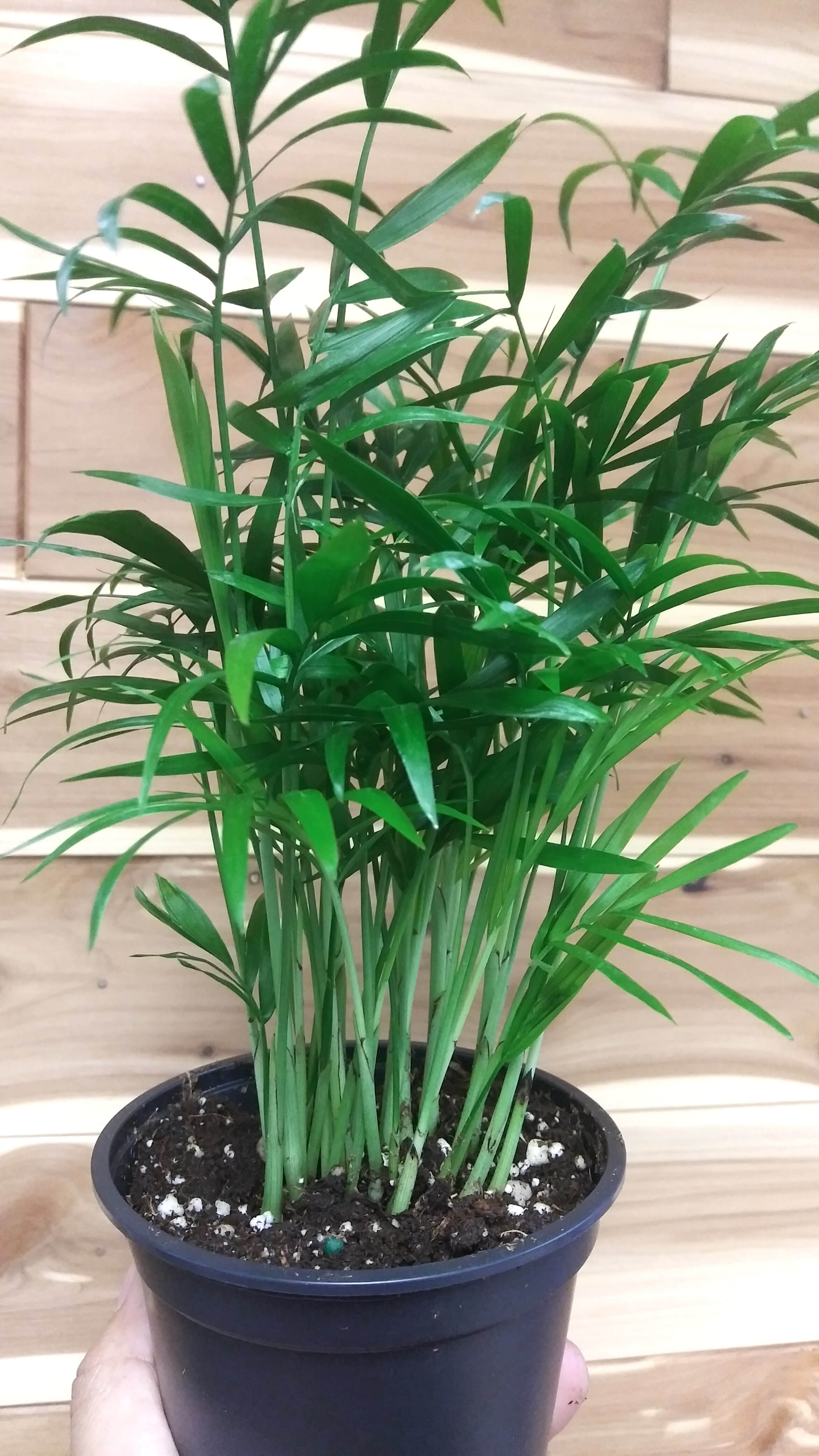 Parlour Palm (Chamaedorea elegans/neanthe bella) | Ephemera Terrariums \u0026  Plant Shop, image size:2340x4160