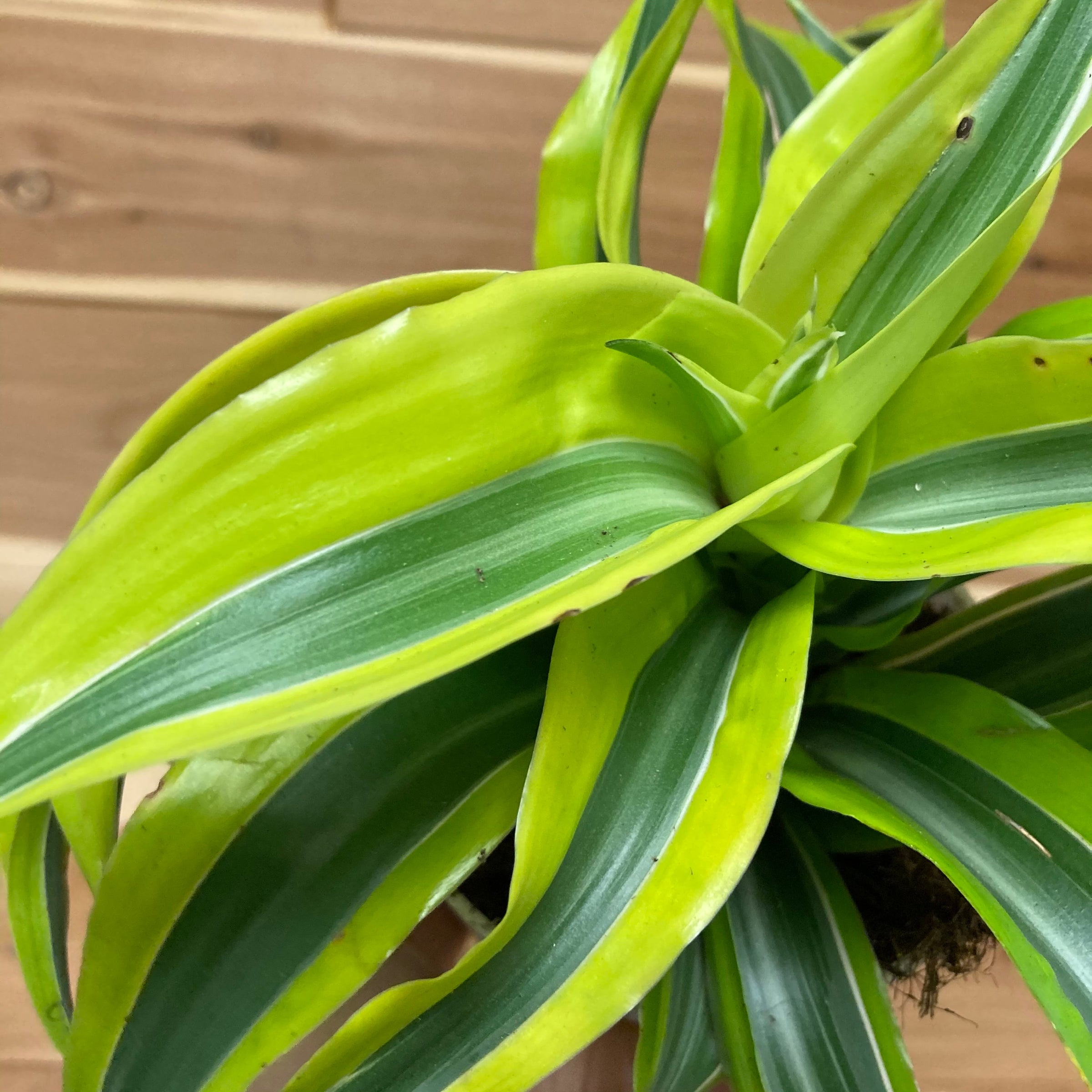 Dracena Lemon Surprise 4" Pot | Ephemera Terrariums & Plant Shop