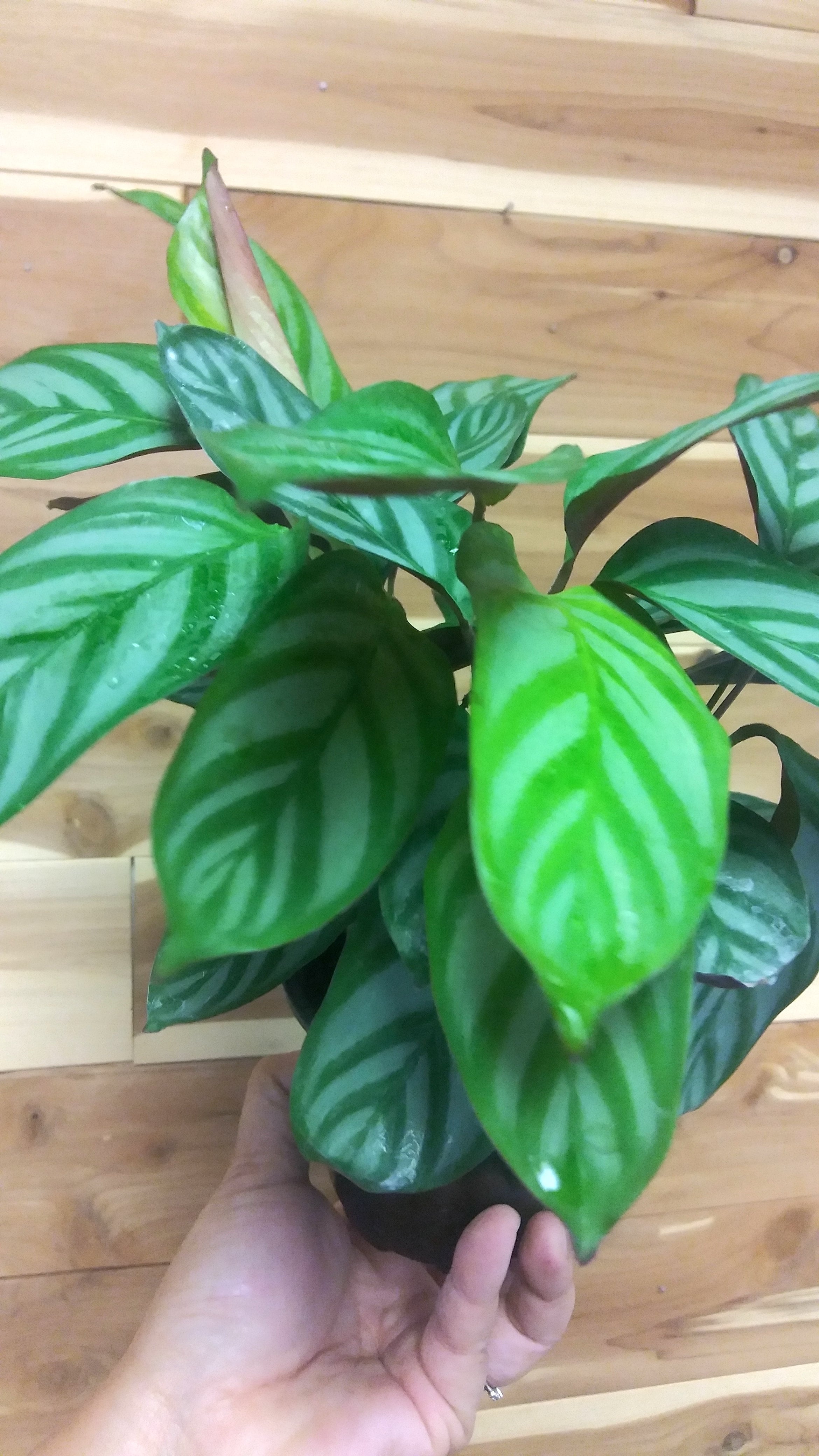 Calathea Setosa (Ctenanthe Setosa Compact Star)