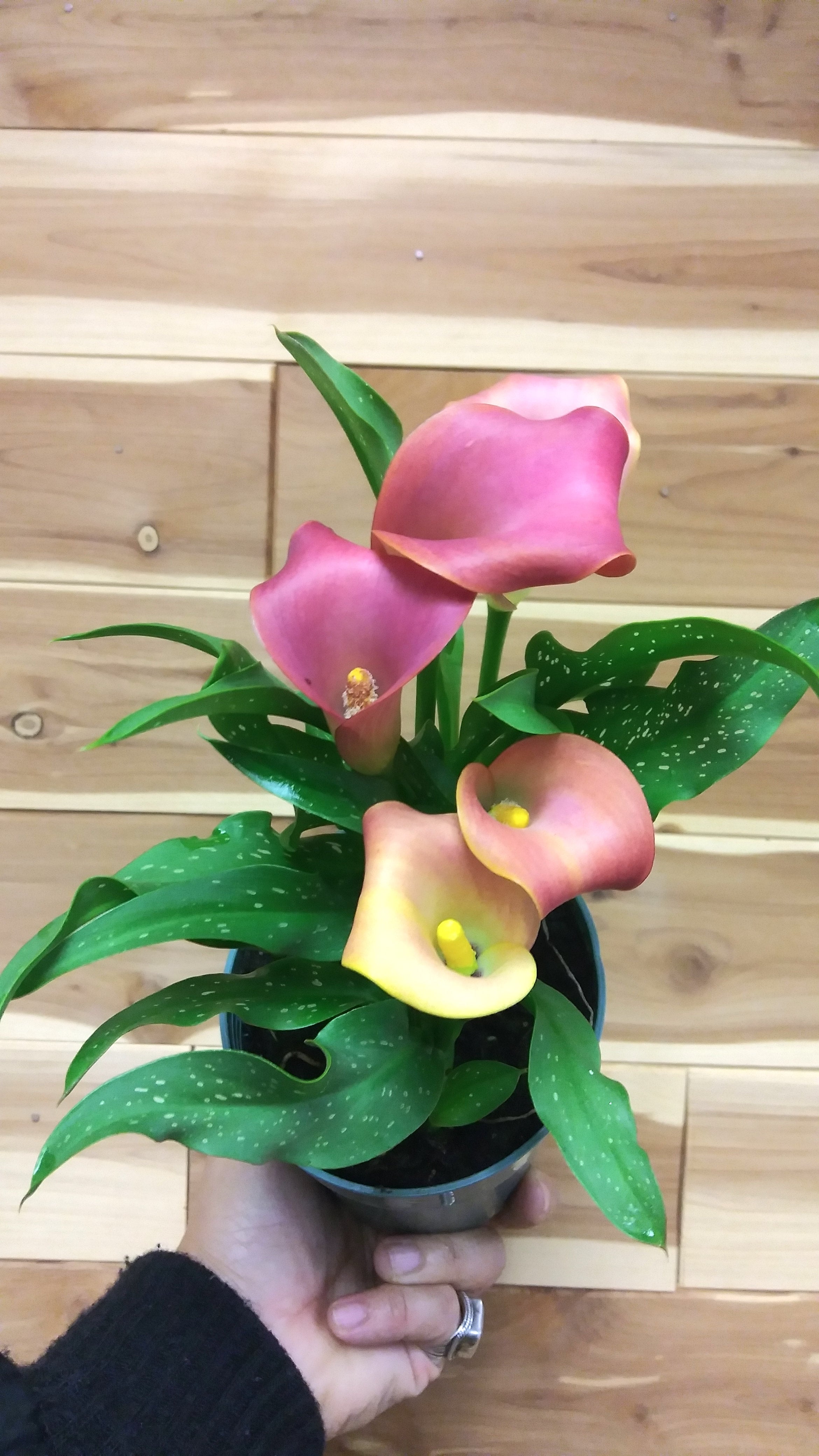 Plage calla lily ビスチェgray 新品 34 calla lily ビスチェ (black)（その他トップス）｜Plage