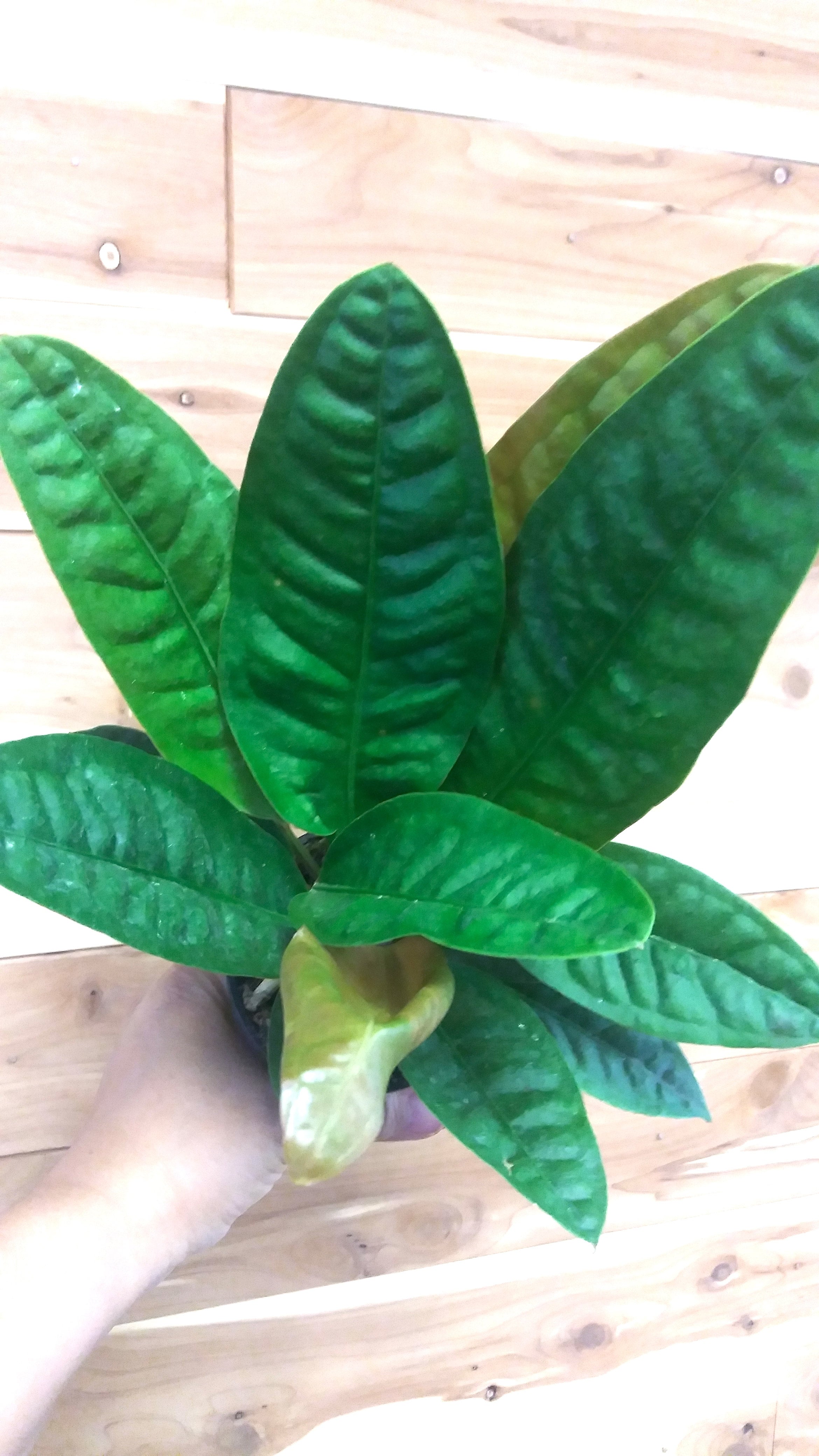 Anthurium Bird's Nest (Anthurium Superbum) 4" Pot | Ephemera Terrariums &  Plant Shop